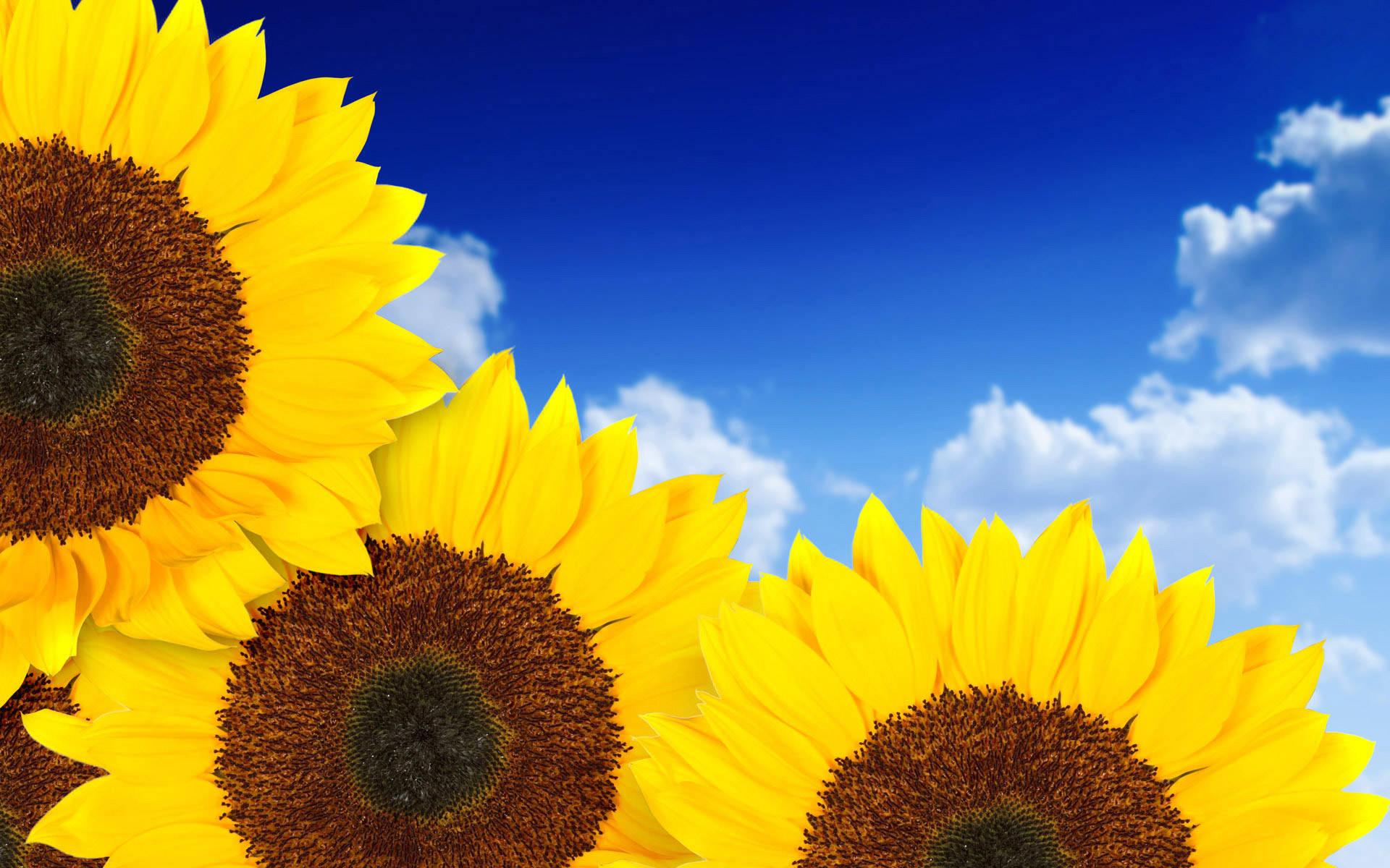 1920x1200 Sunflower Aesthetic Wallpaper for FREE