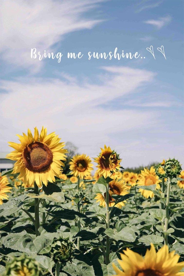 756x1135 Blue sky & Sunflower field Bring me sunshine iPhone wallpaper