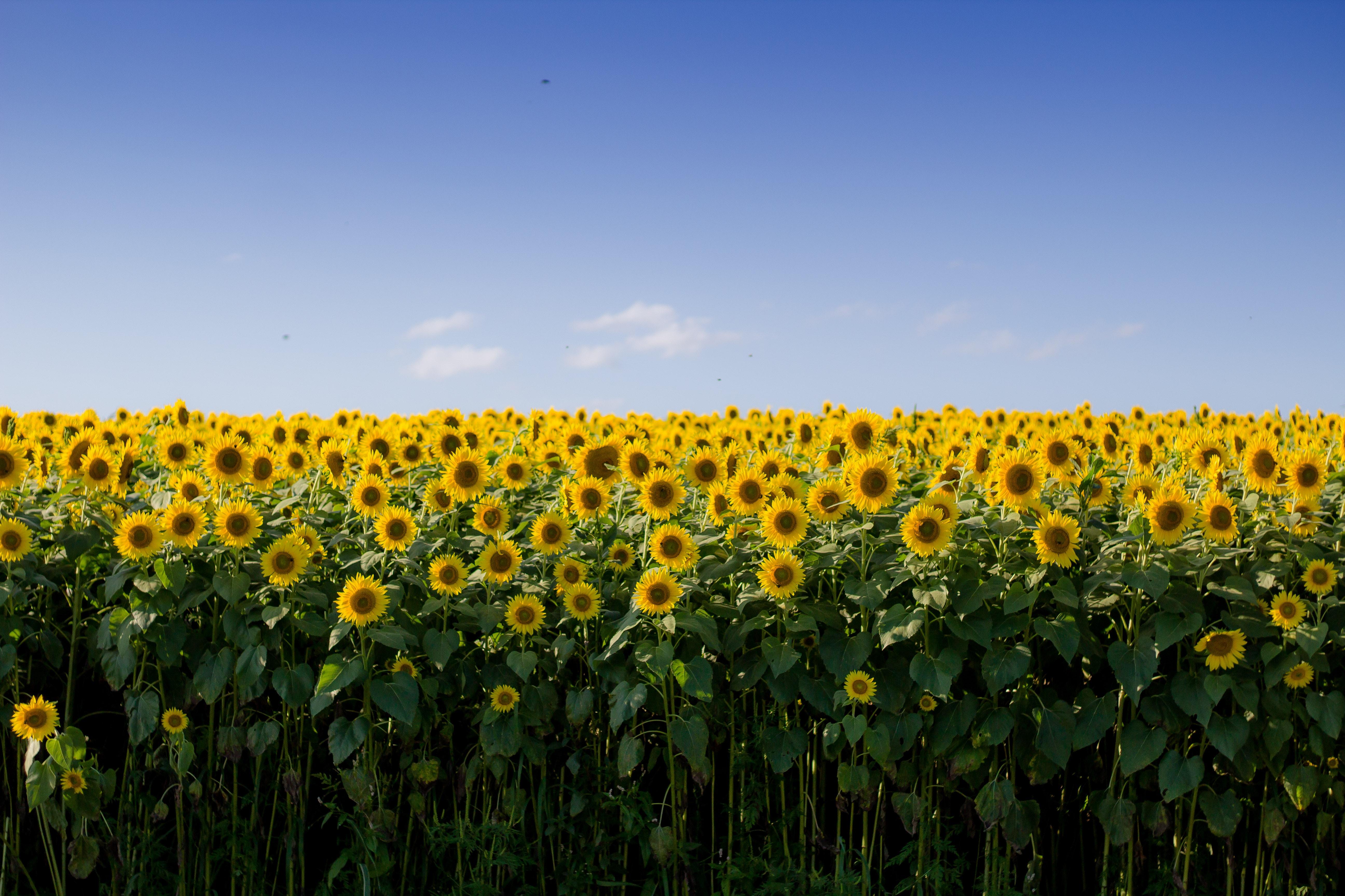5184x3456 5184x3456 summer, blue sky, bee, sun, sun flwers, sunflower, Free , happiness, flowers, green, happy, yellow, sunflower field, wallpaper, autumn, nature, beauty, blue, field Gallery HD Wallpaper