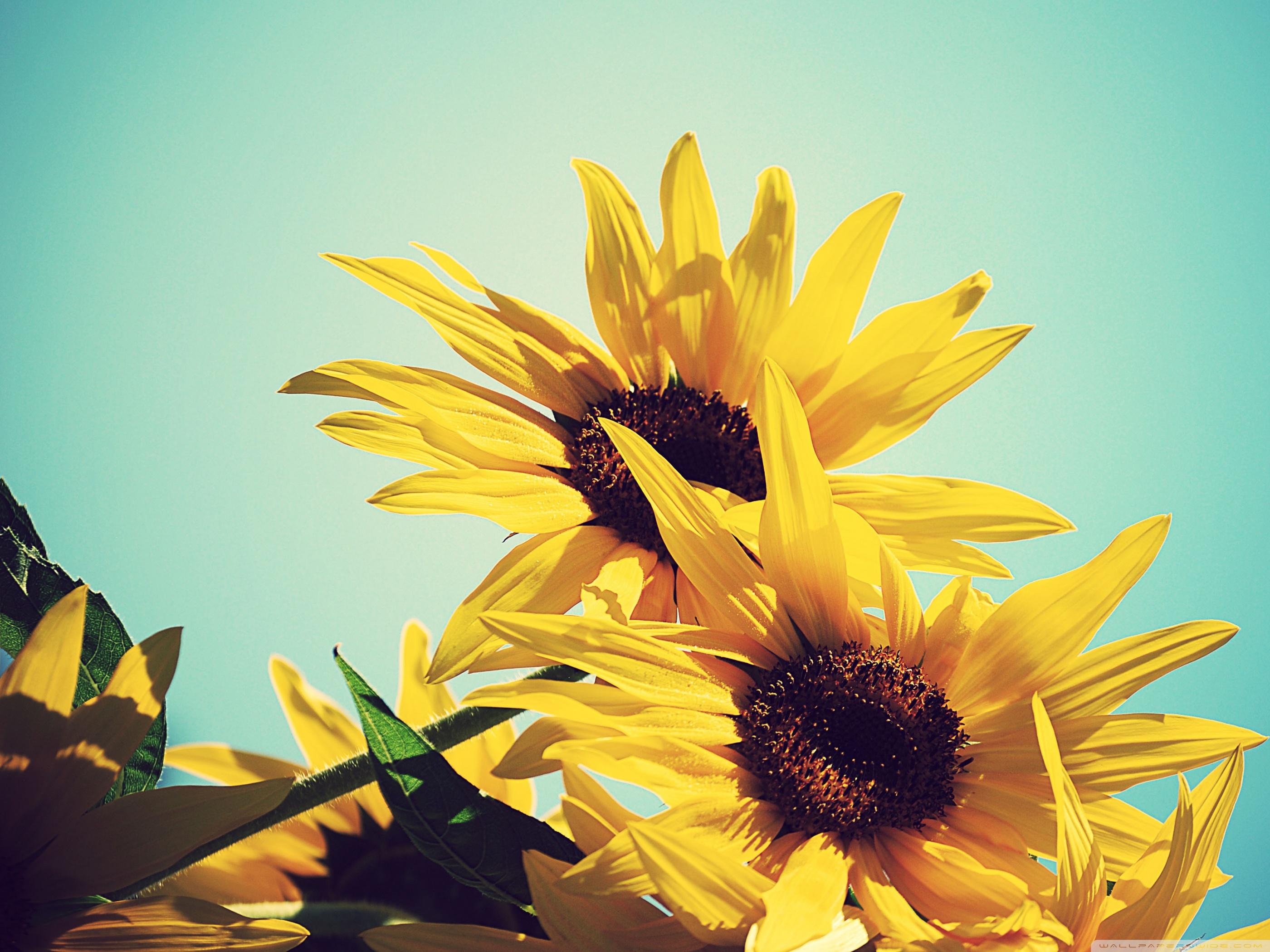 2800x2100 Sunflowers Against Blue Sky Ultra HD Desktop Background Wallpaper for 4K UHD TV : Multi Display, Dual Monitor : Tablet