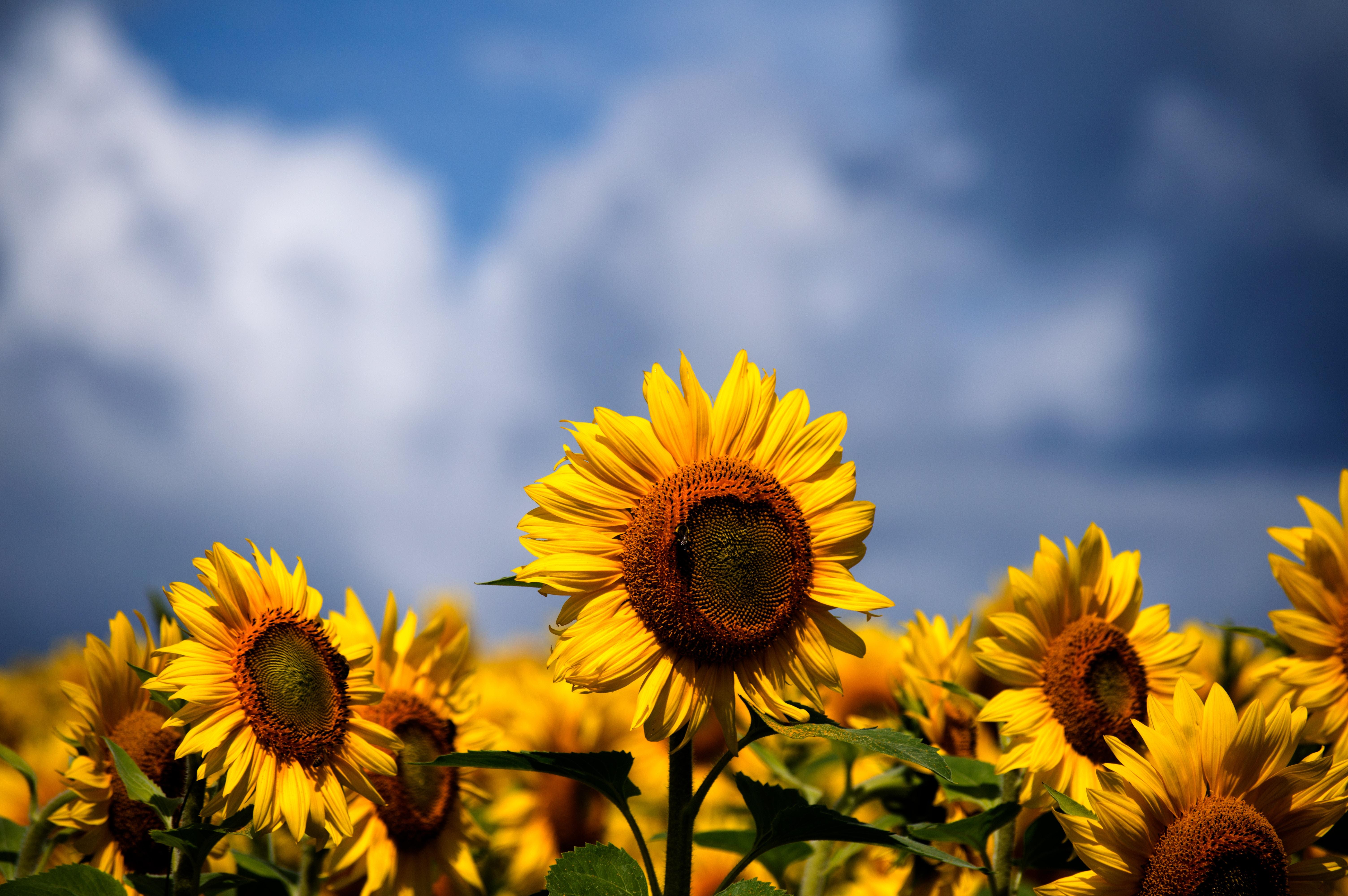 6016x4000 sun flower HD wallpaper, background