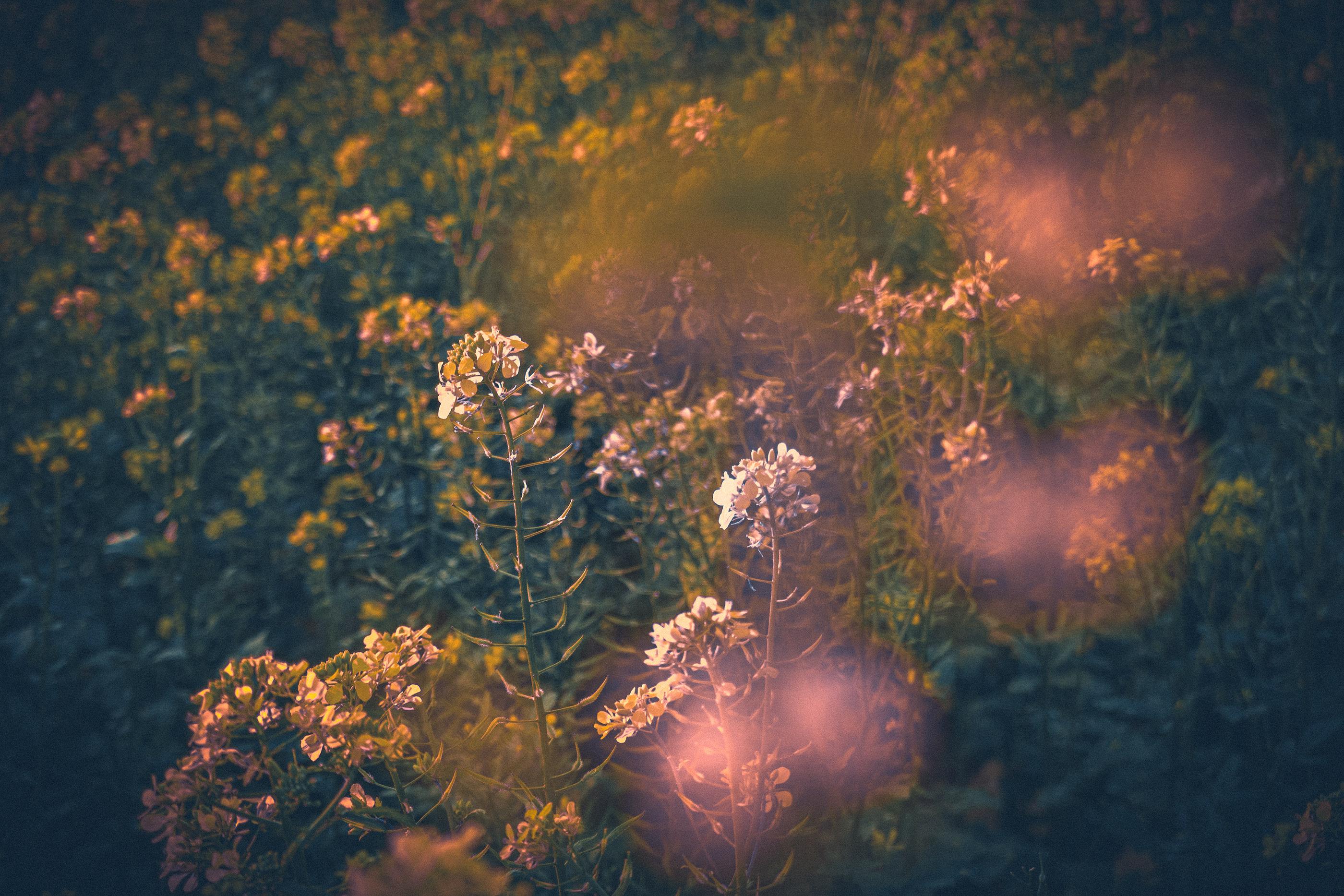 2800x1867 Best Fairy Grunge Aesthetic Wallpaper from Indie Artists