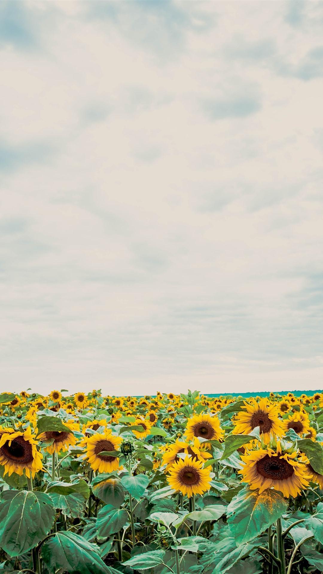 1080x1920 Aesthetic Sunflower Wallpaper