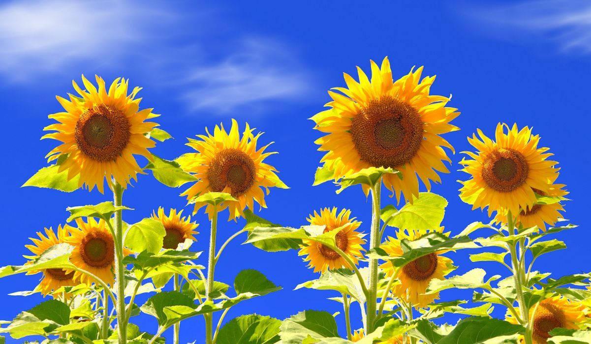 1201x700 Sunflower Wallpaper for FREE