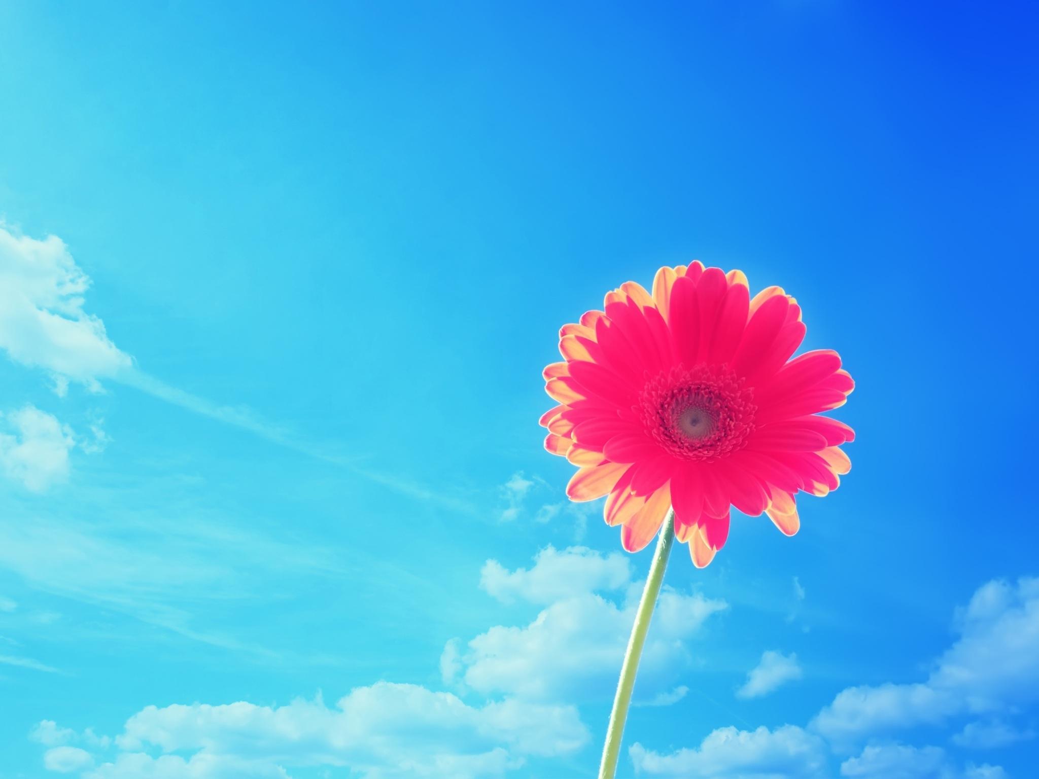 2048x1536 Wallpaper 4k Pink Gerbera Flower Wallpaper