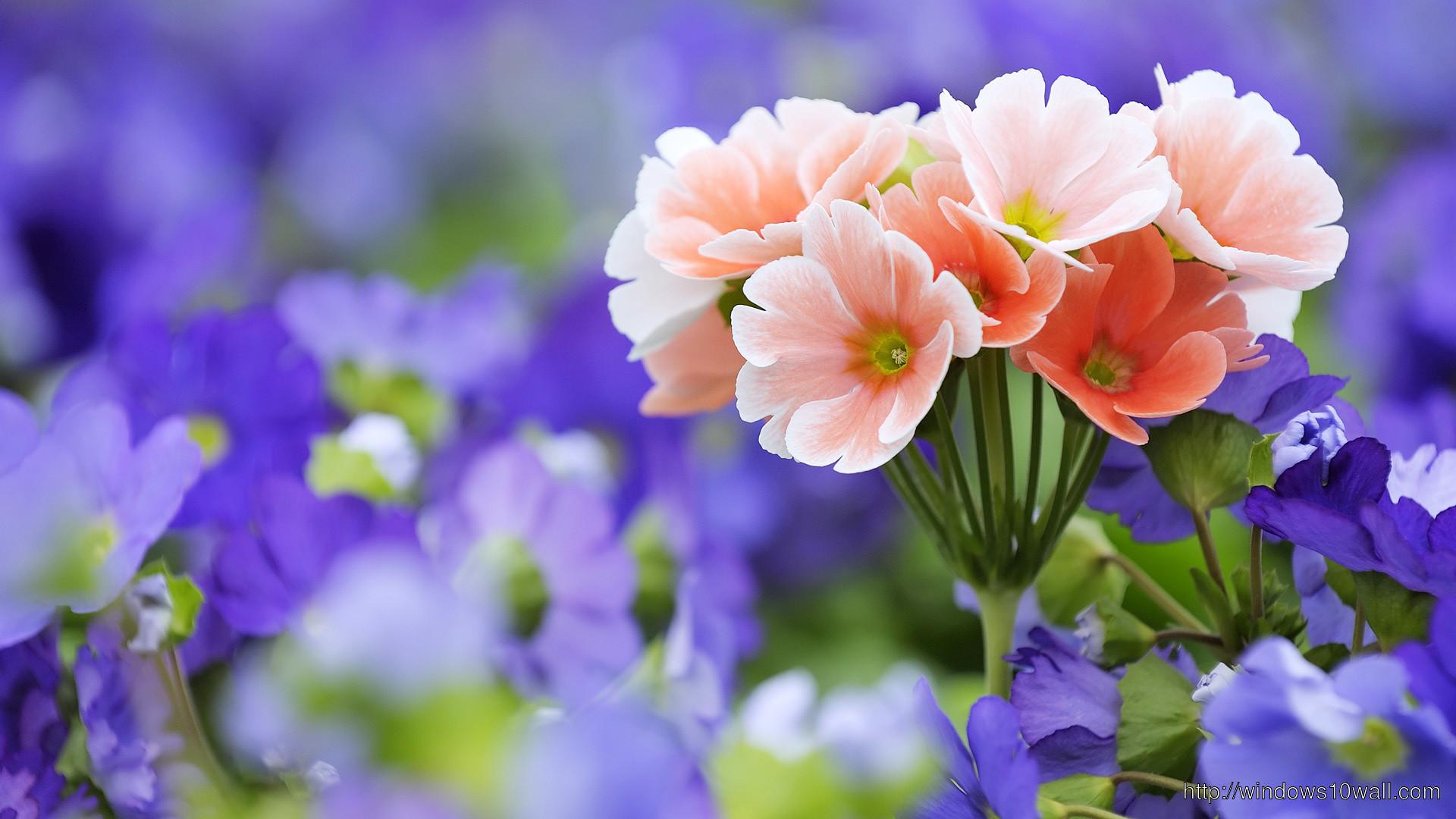 1920x1080 Large Size Background