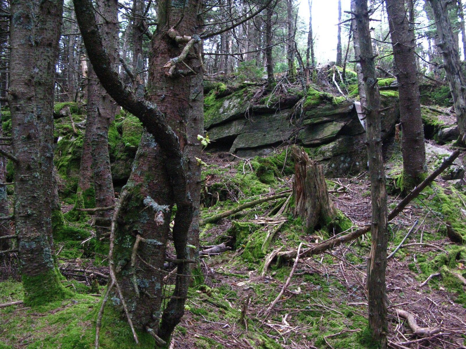 1600x1200 Forests: Vermont Woods Mountain Atop Rock Moss Grows Green