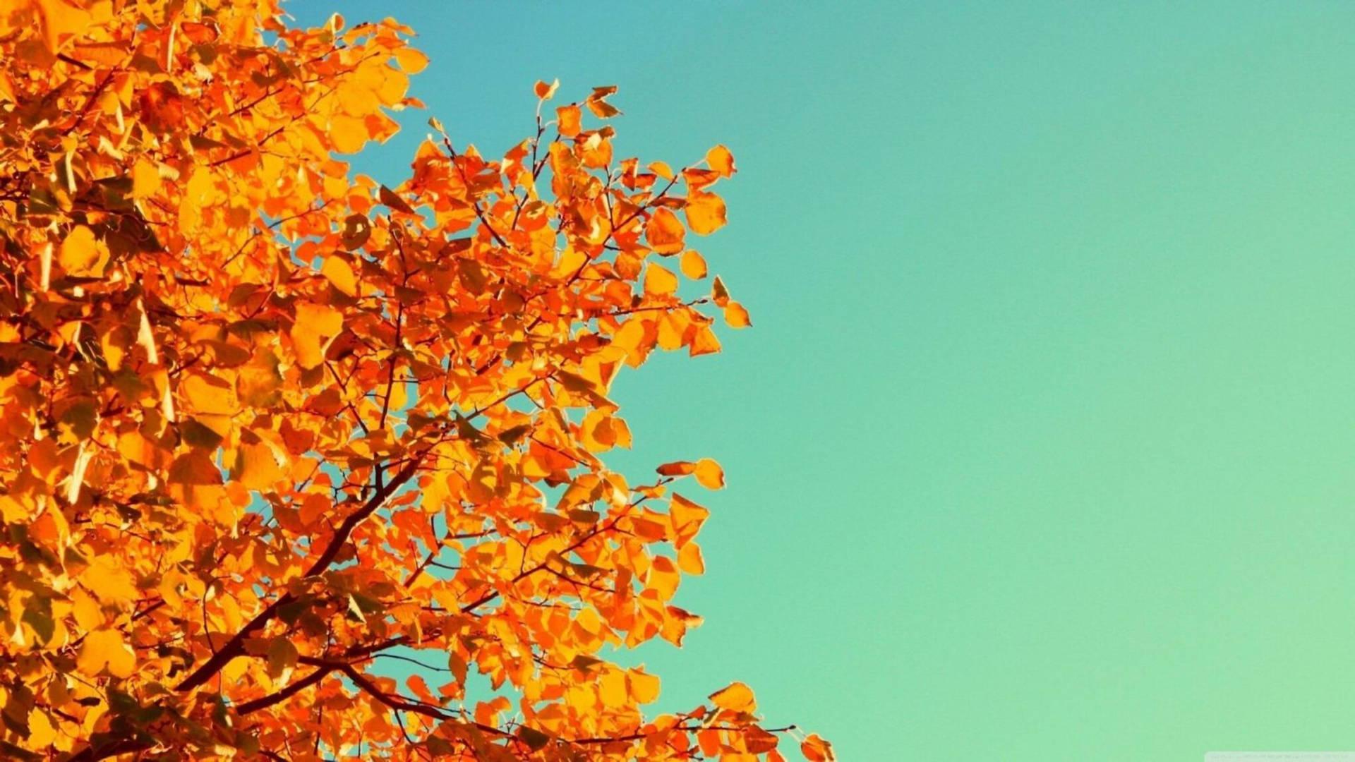 1920x1080 Download Scenic Orange Aesthetic Tree Wallpaper