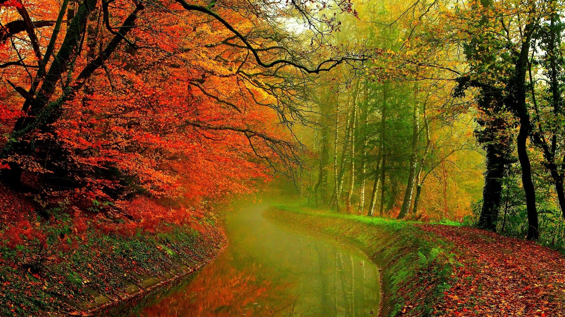 1920x1080 Orange Trees Green River Shore desktop PC and Mac wallpaper