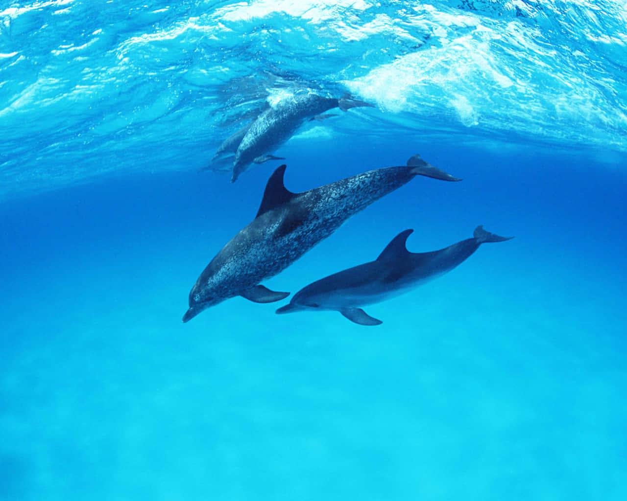 1280x1024 Download Cute Dolphins Open Ocean Wallpaper