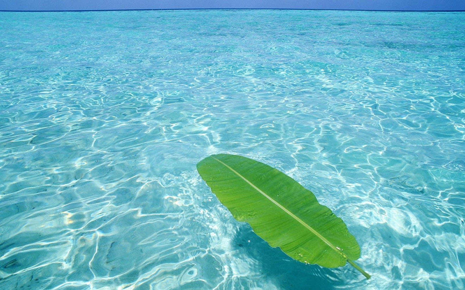 1600x1000 Download Explore the beauty of the open ocean water