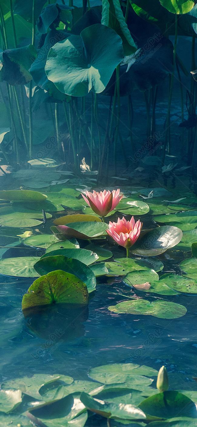 650x1407 Lotus Pond Monthly Handset Screensaver Image Free Download
