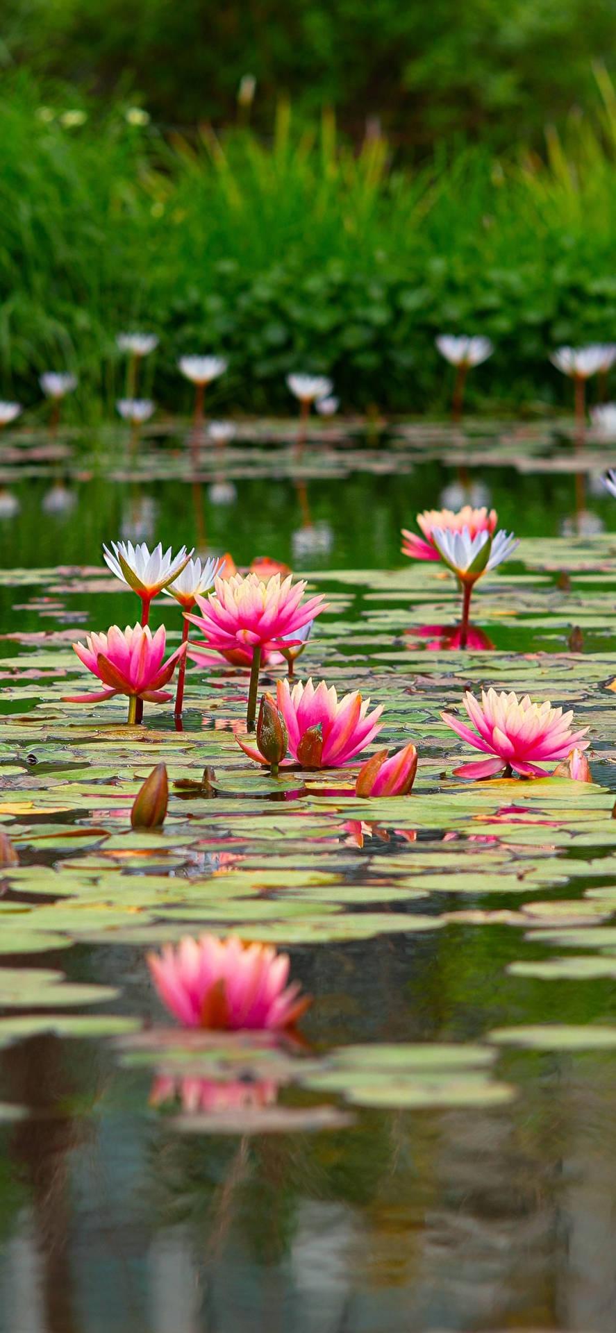 887x1920 Download Sacred Lotus Pond Aesthetic Wallpaper