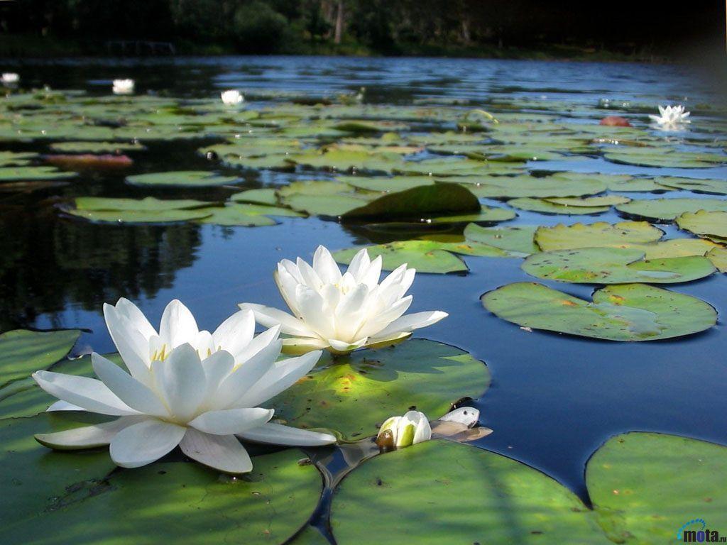 1024x768 White lotus in Pond. Lotus flower picture, White lotus flower, Flowers photography