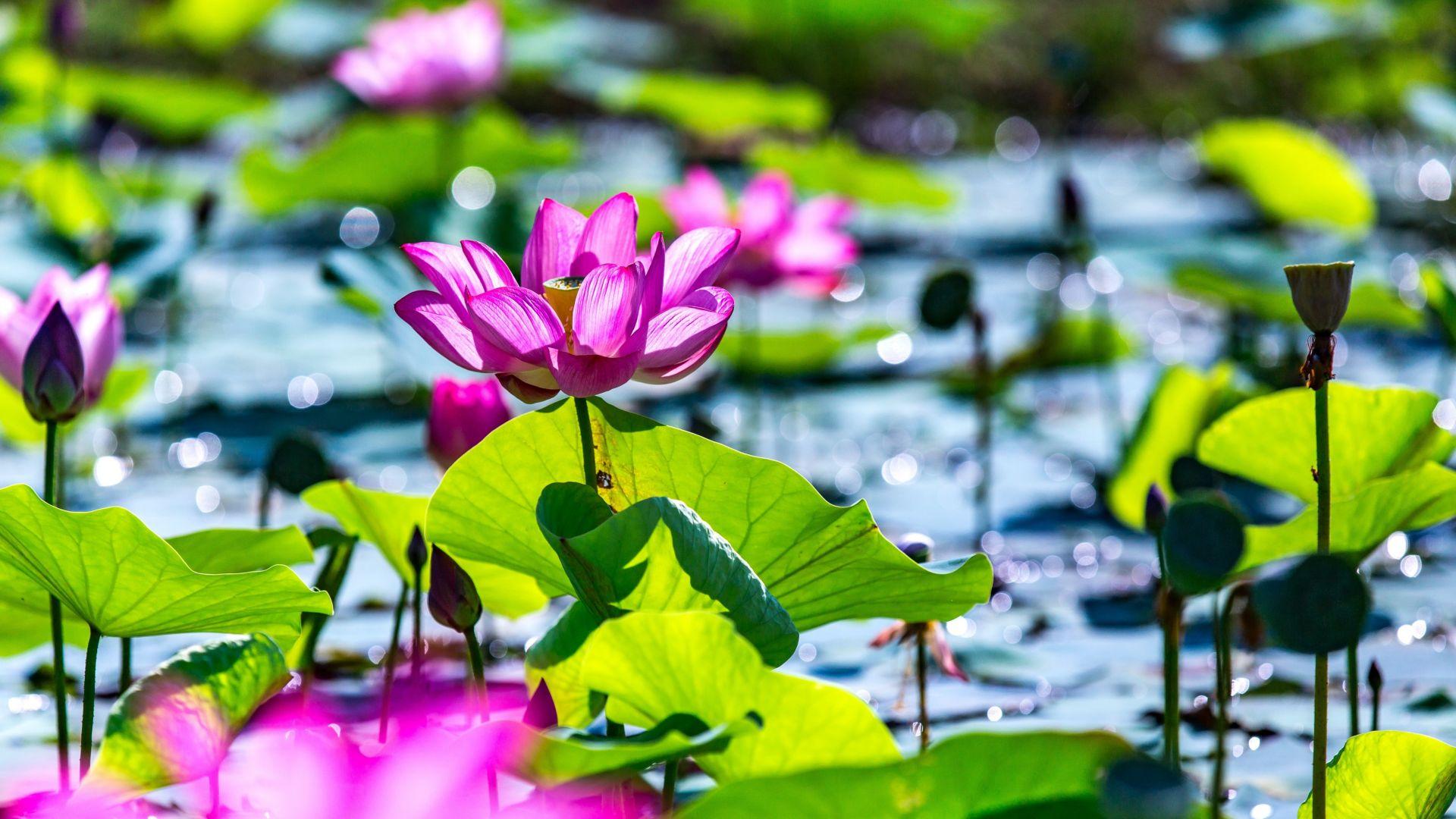 1920x1080 Desktop Wallpaper Lotus, Pond, Leaves, Plants, Bokeh, 5k, HD Image, Picture, Background, 486632