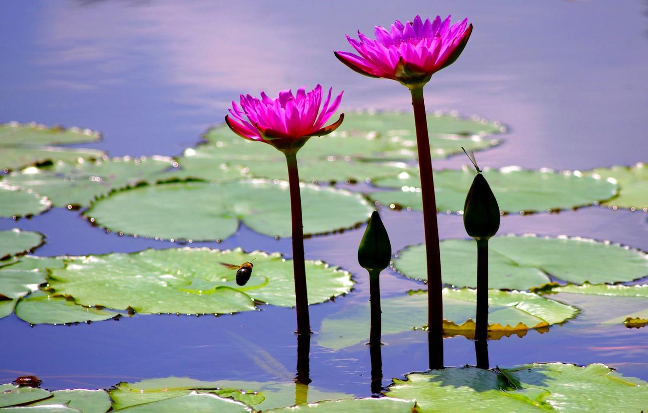 1332x850 Wallpaper leaves, flowers, Lotus, pond image for desktop, section природа