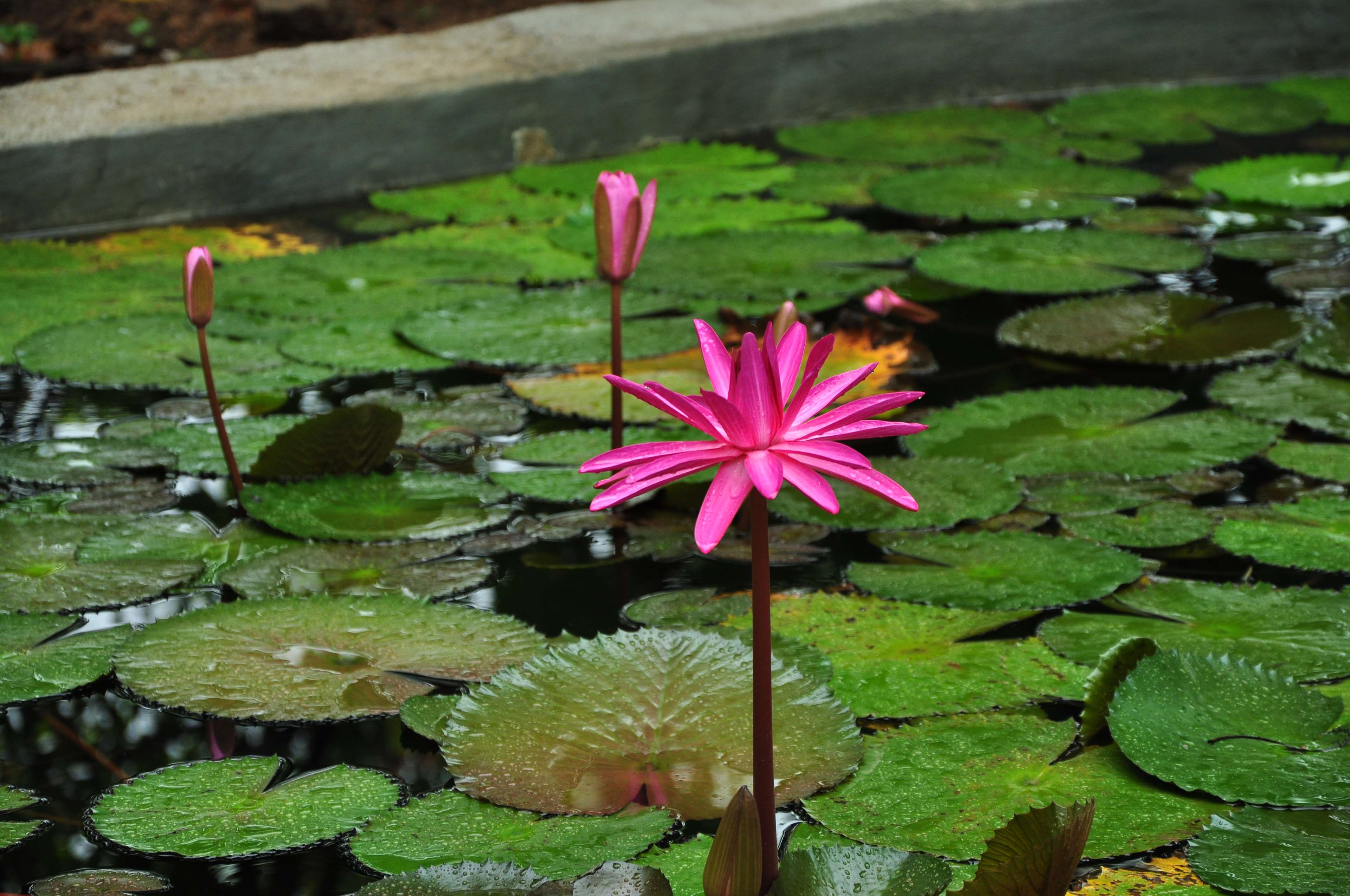 3840x2550 lotus pond 1080P, 2k, 4k HD wallpaper, background free download