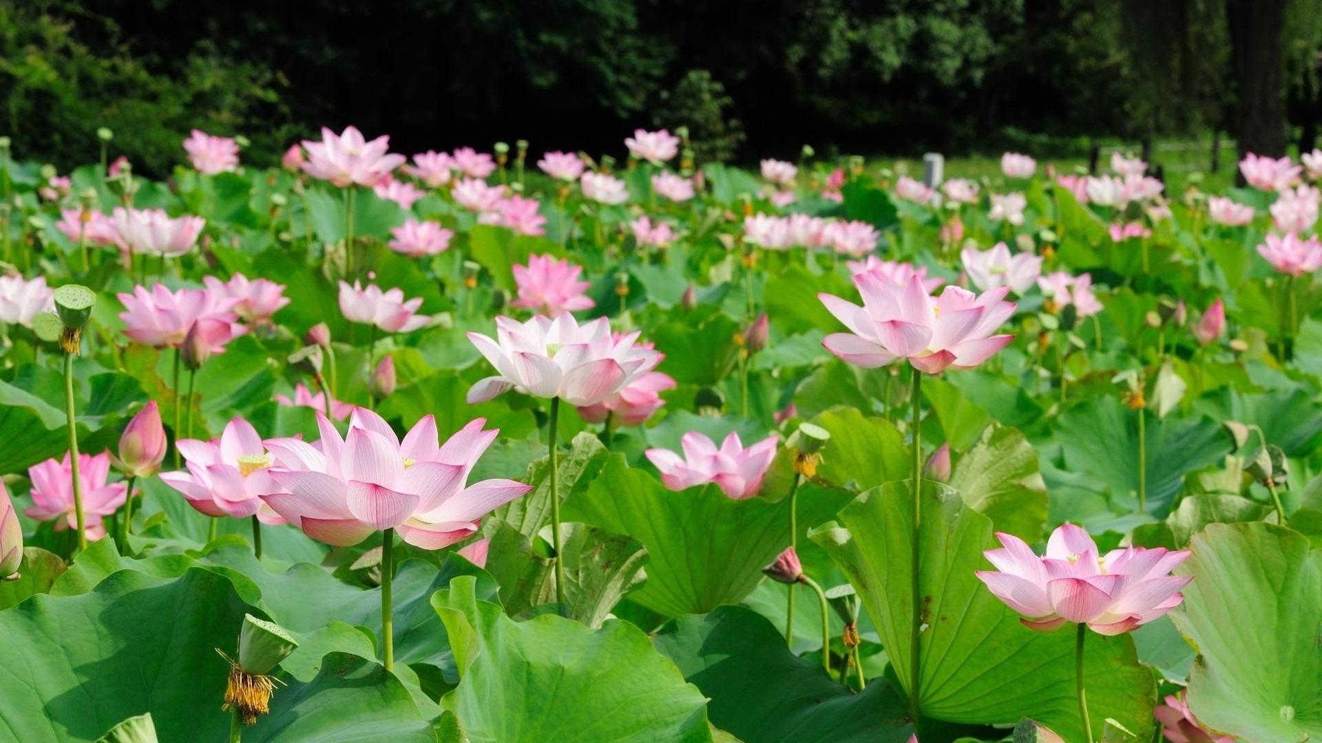 1920x1080 Wallpaper Lotus pond, beautiful flowers, green leaves 1920x1200 HD Picture, Image