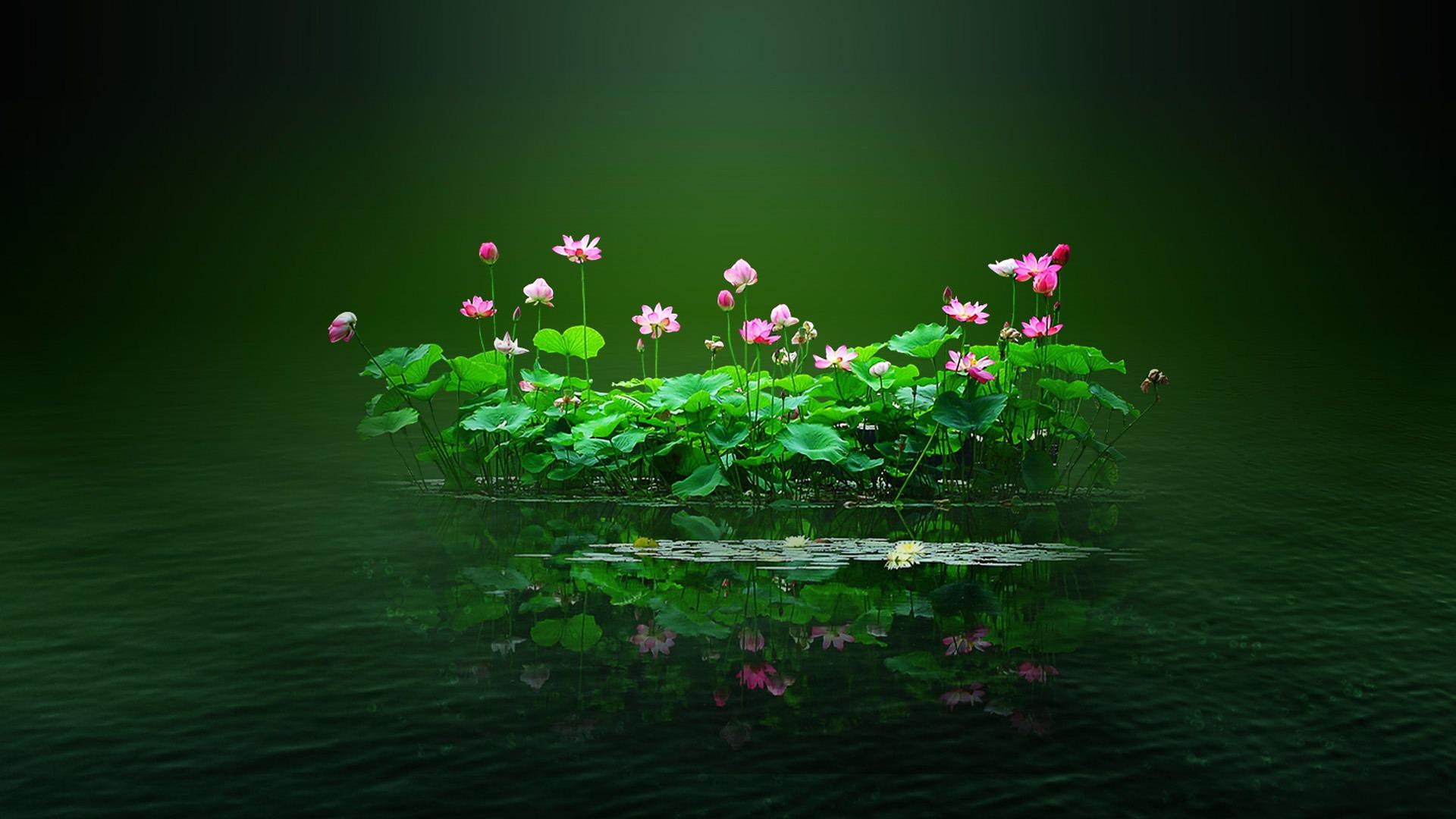 1920x1080 Lotus Pond