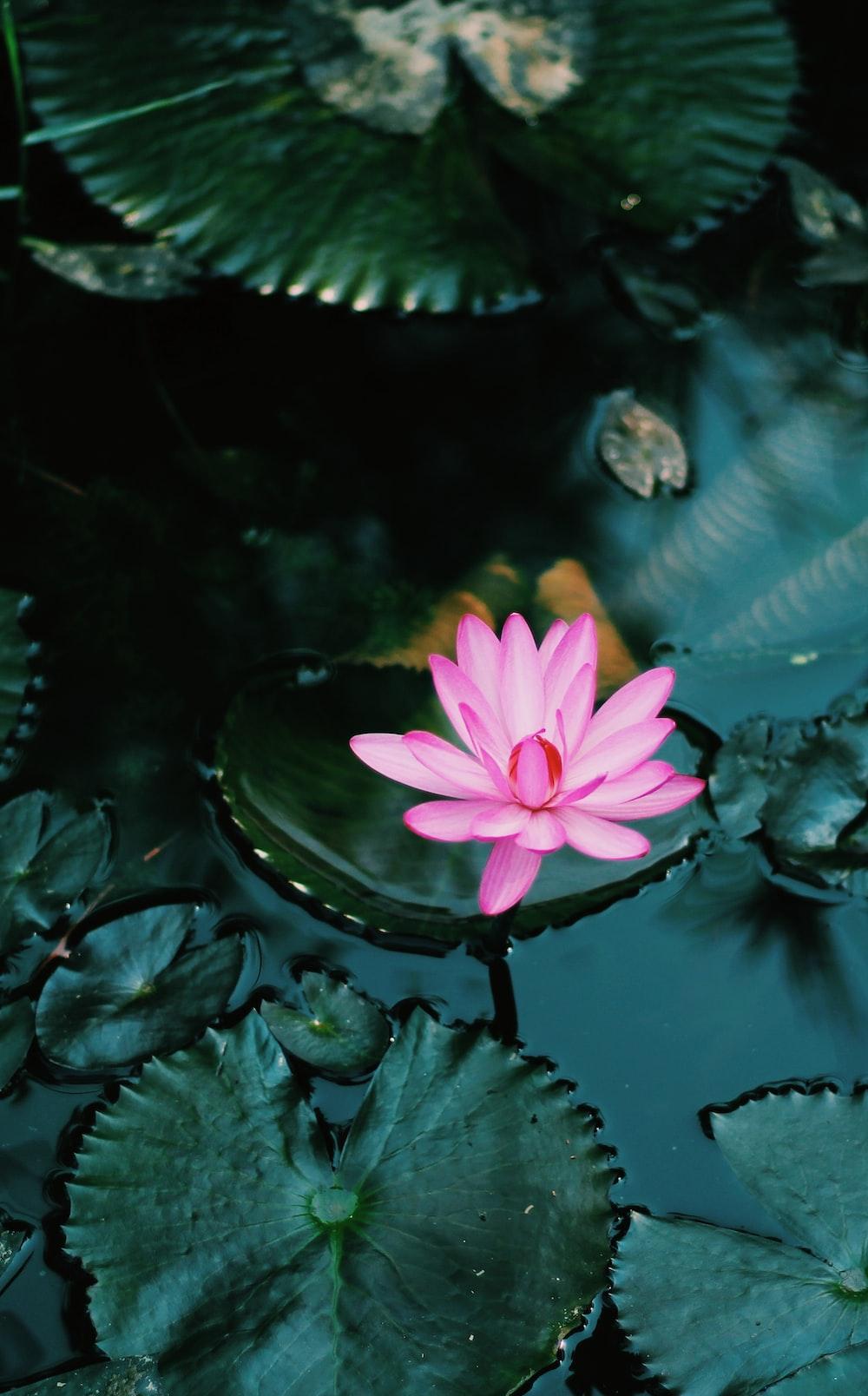 1000x1608 Lotus Pond Picture. Download Free Image