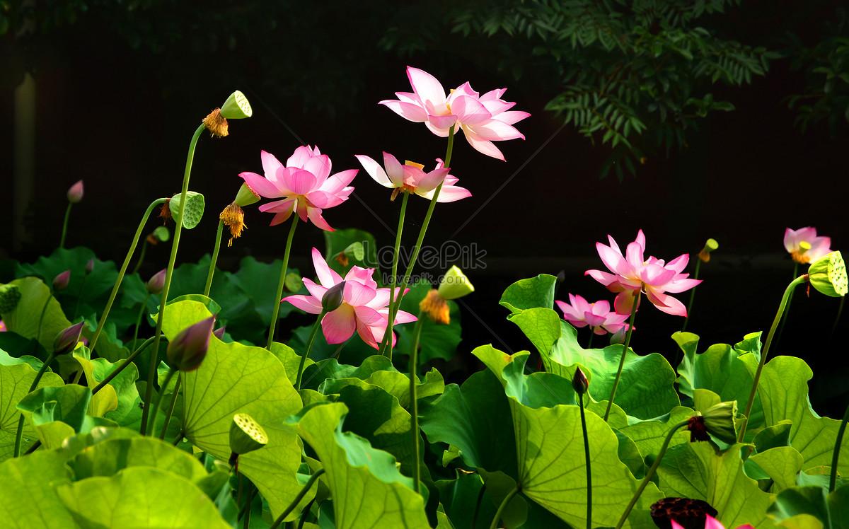 1200x748 Lotus Pond Picture And HD Photo. Free Download On Lovepik