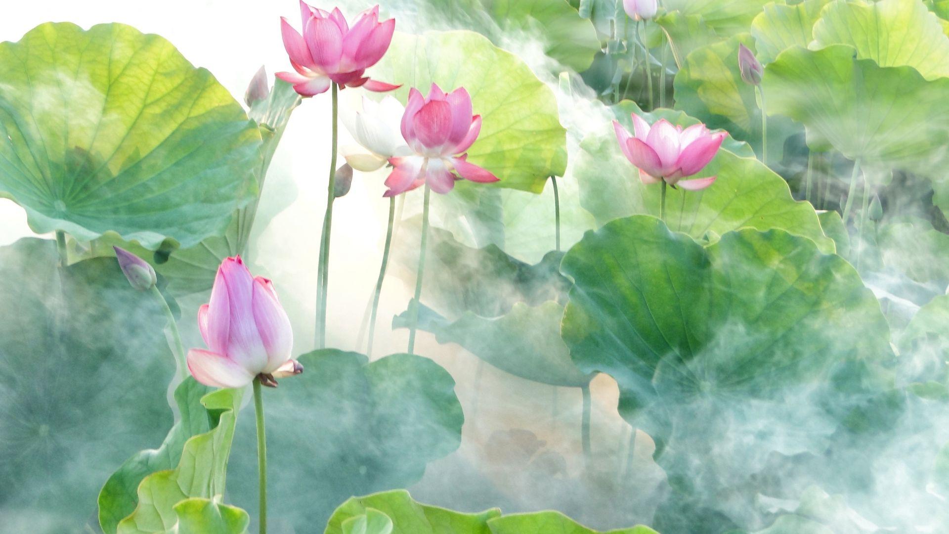 1920x1080 Desktop Wallpaper Pond, Lotus, Flowers, Leaves, HD Image, Picture, Background, 9077d5