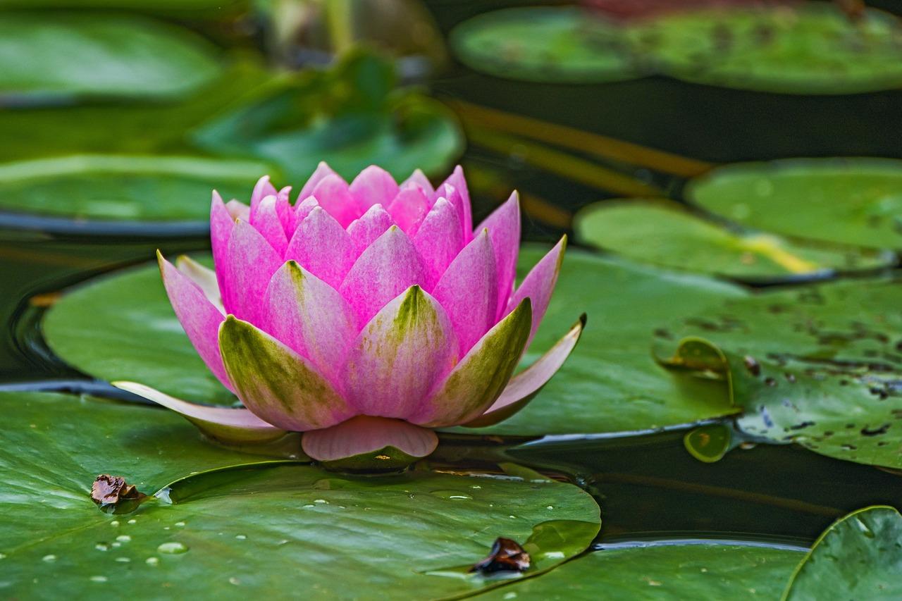 1280x853 Water Lily Lotus Pond Aquatic