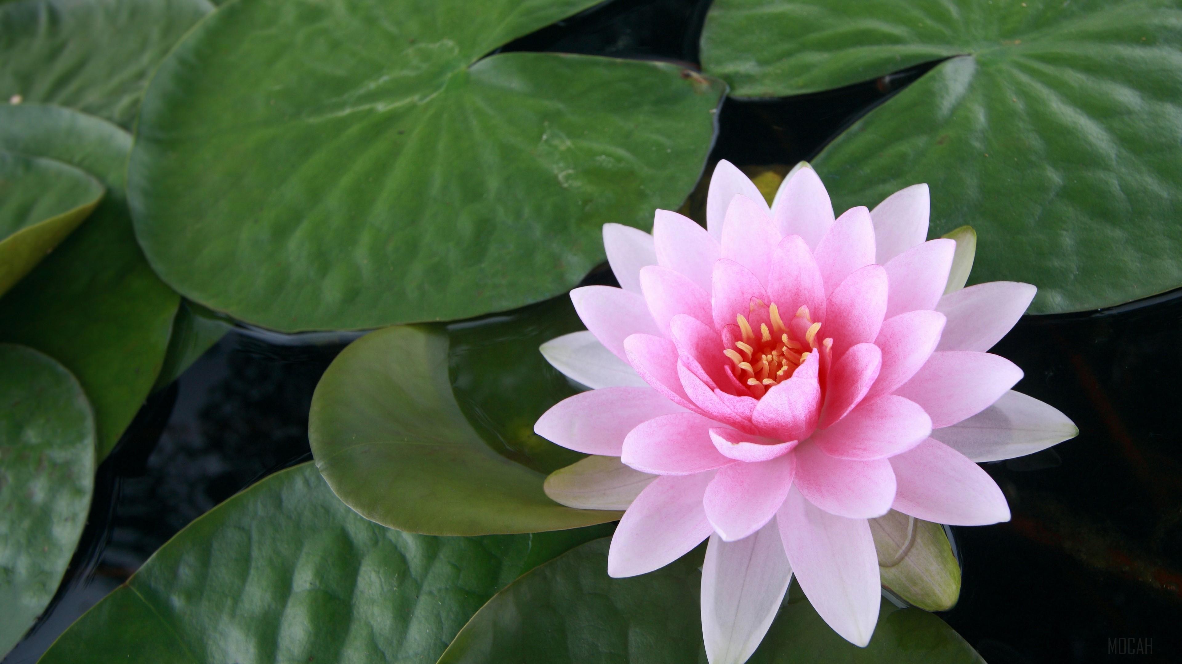 3840x2160 Flower, Lily Pad, Lotus, Pink Flower, Pond 4k Gallery HD Wallpaper