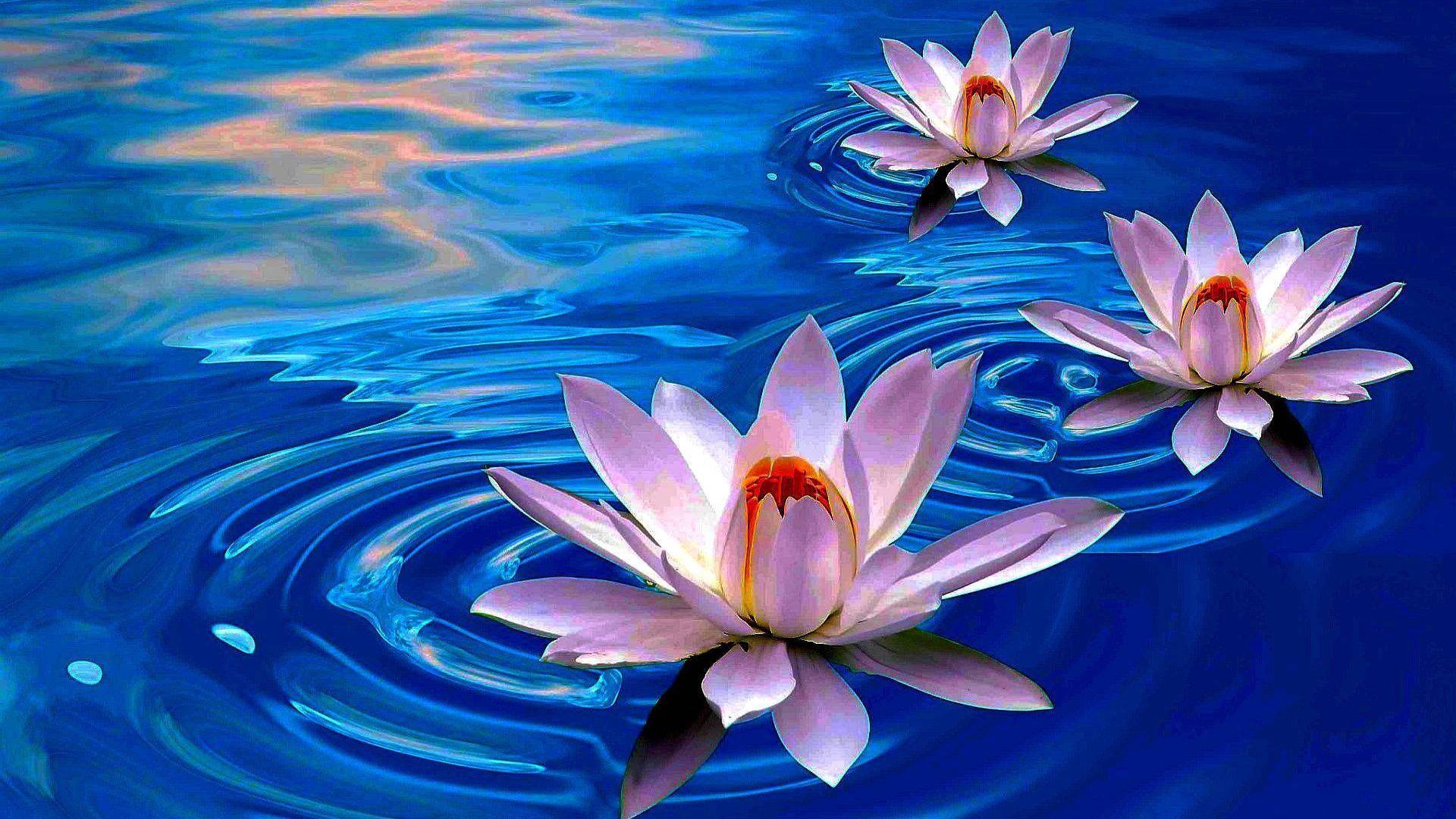 1920x1080 Download Floating Lotus Flowers Painting Wallpaper