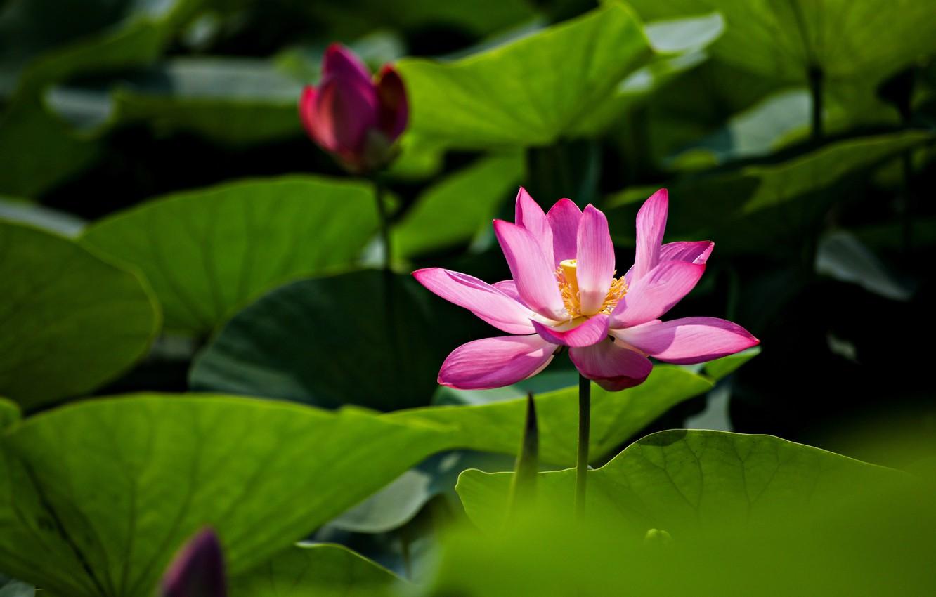 1332x850 Wallpaper greens, flower, leaves, light, flowers, the dark background, pink, stems, petals, Bud, Lotus, Lotus, pond image for desktop, section цветы