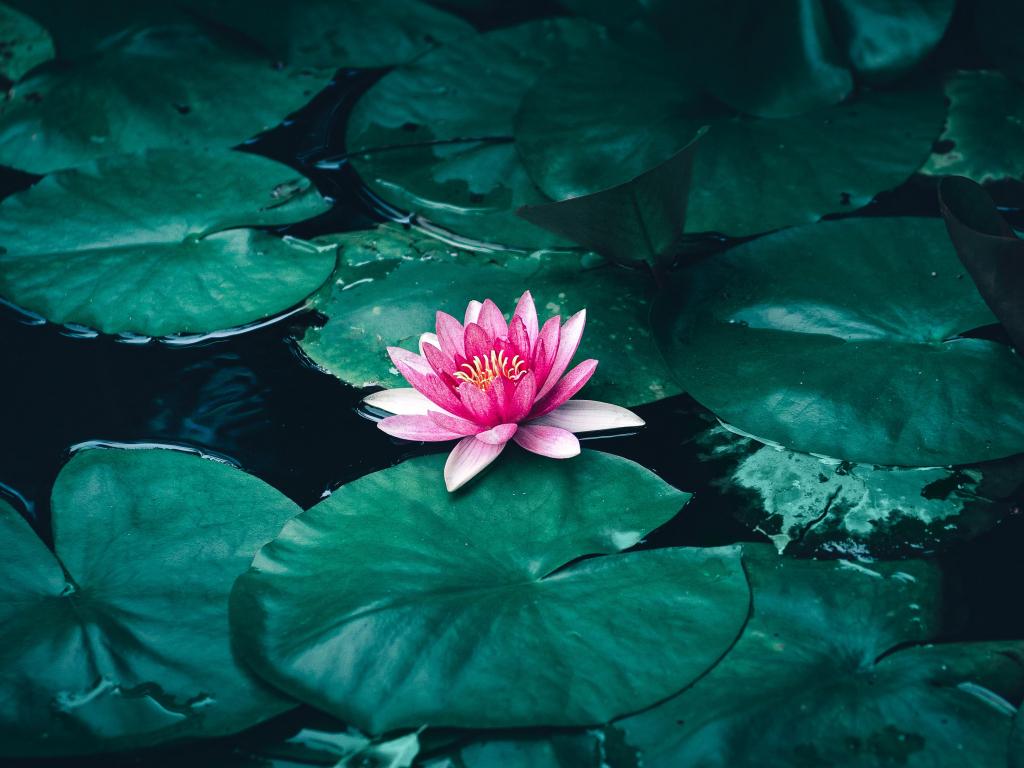 1024x768 Wallpaper lotus, flower, pink flower, pond desktop wallpaper, HD image, picture, background, 215a98