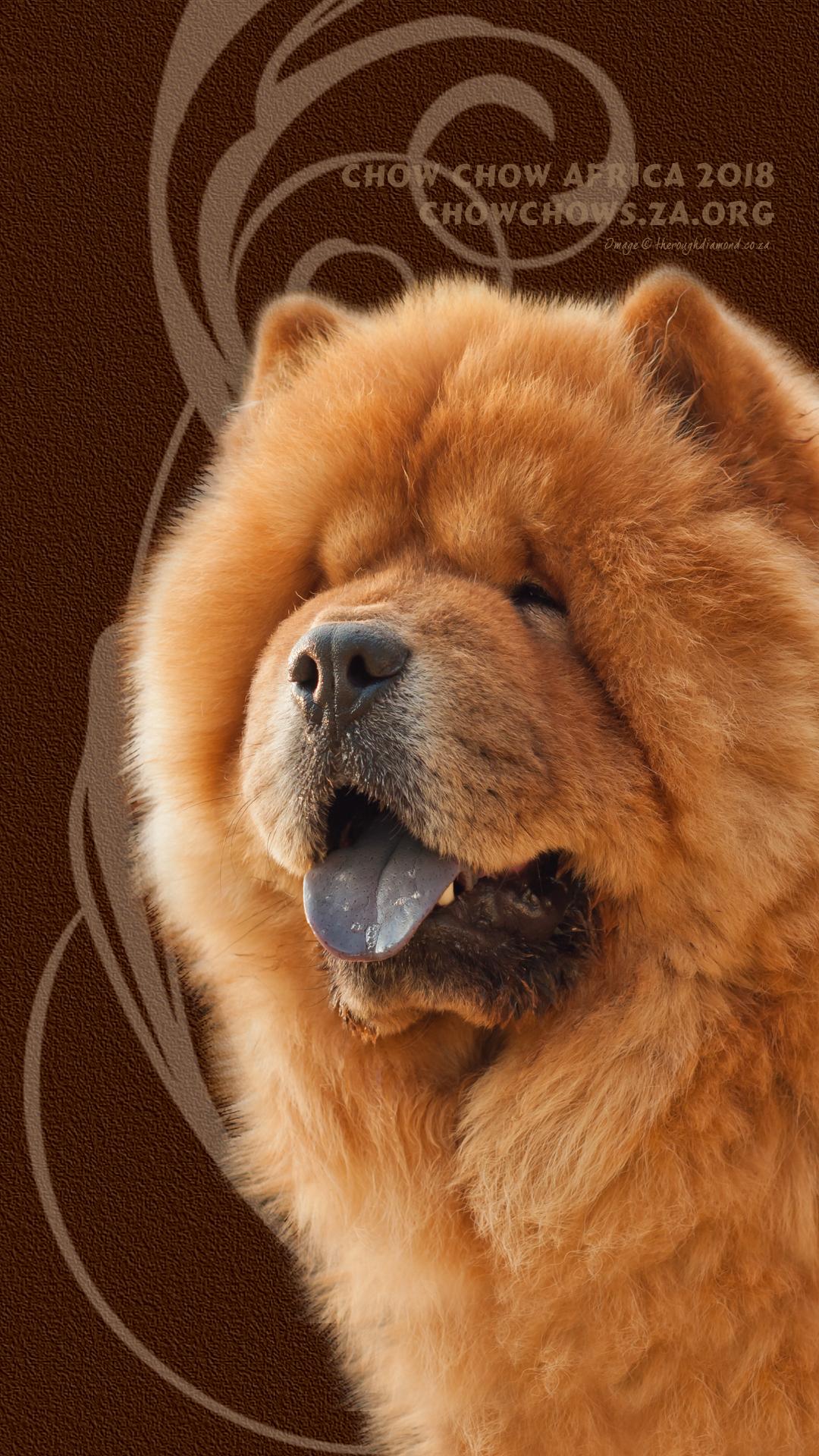 1080x1920 Chow Chow Wallpaper