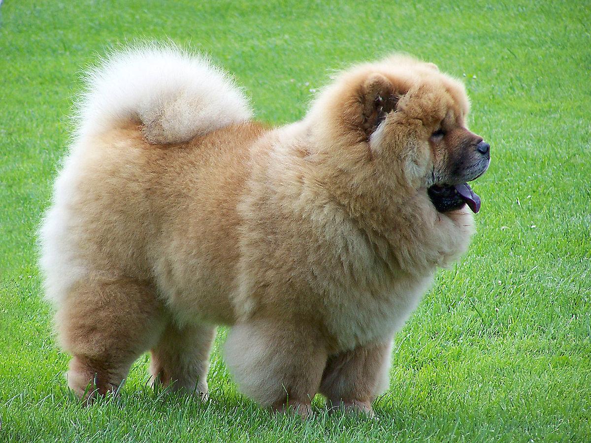 1200x900 Chow Chow