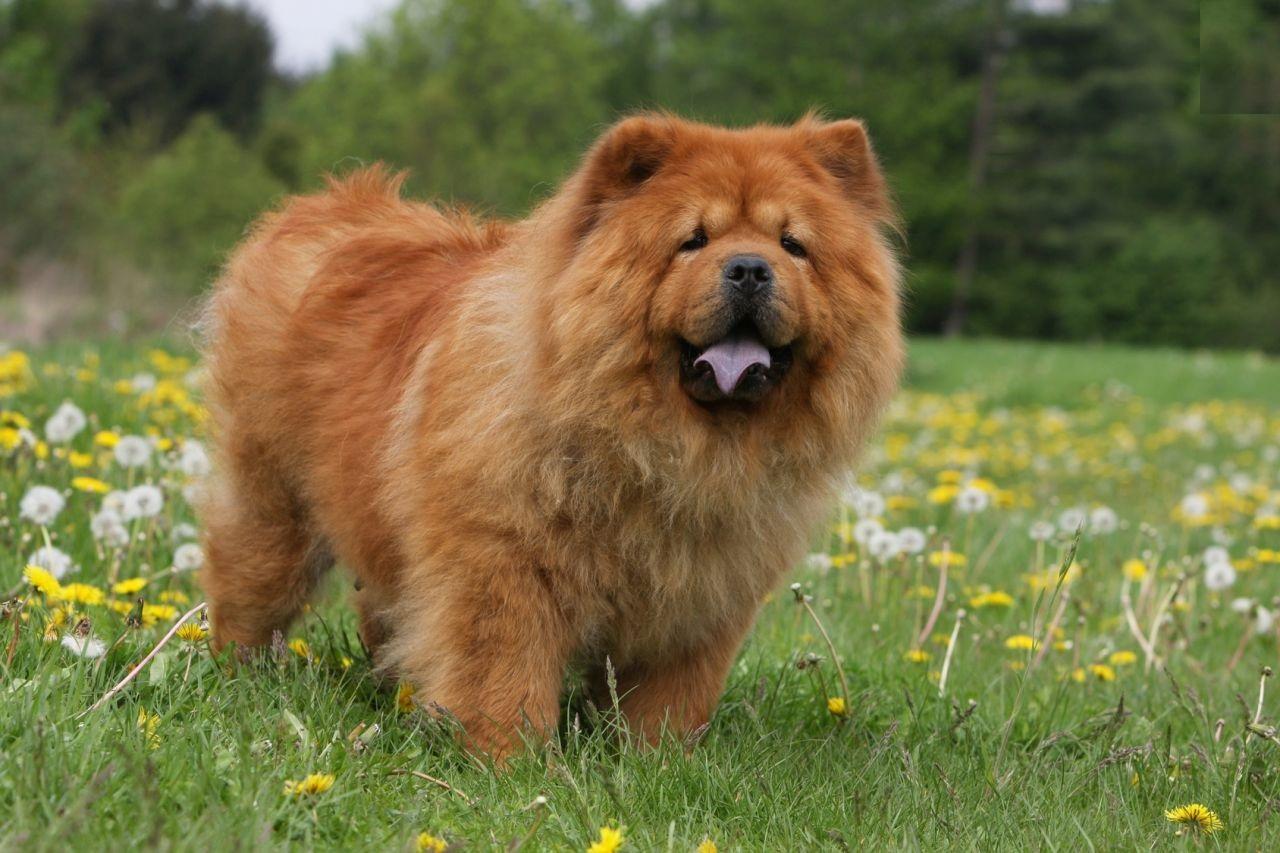 1280x853 Free download Animals Chow Chow Dog Photo HD Wallpaper [1280x853] for your Desktop, Mobile & Tablet. Explore Chow Chow Wallpaper. Chow Chow Wallpaper
