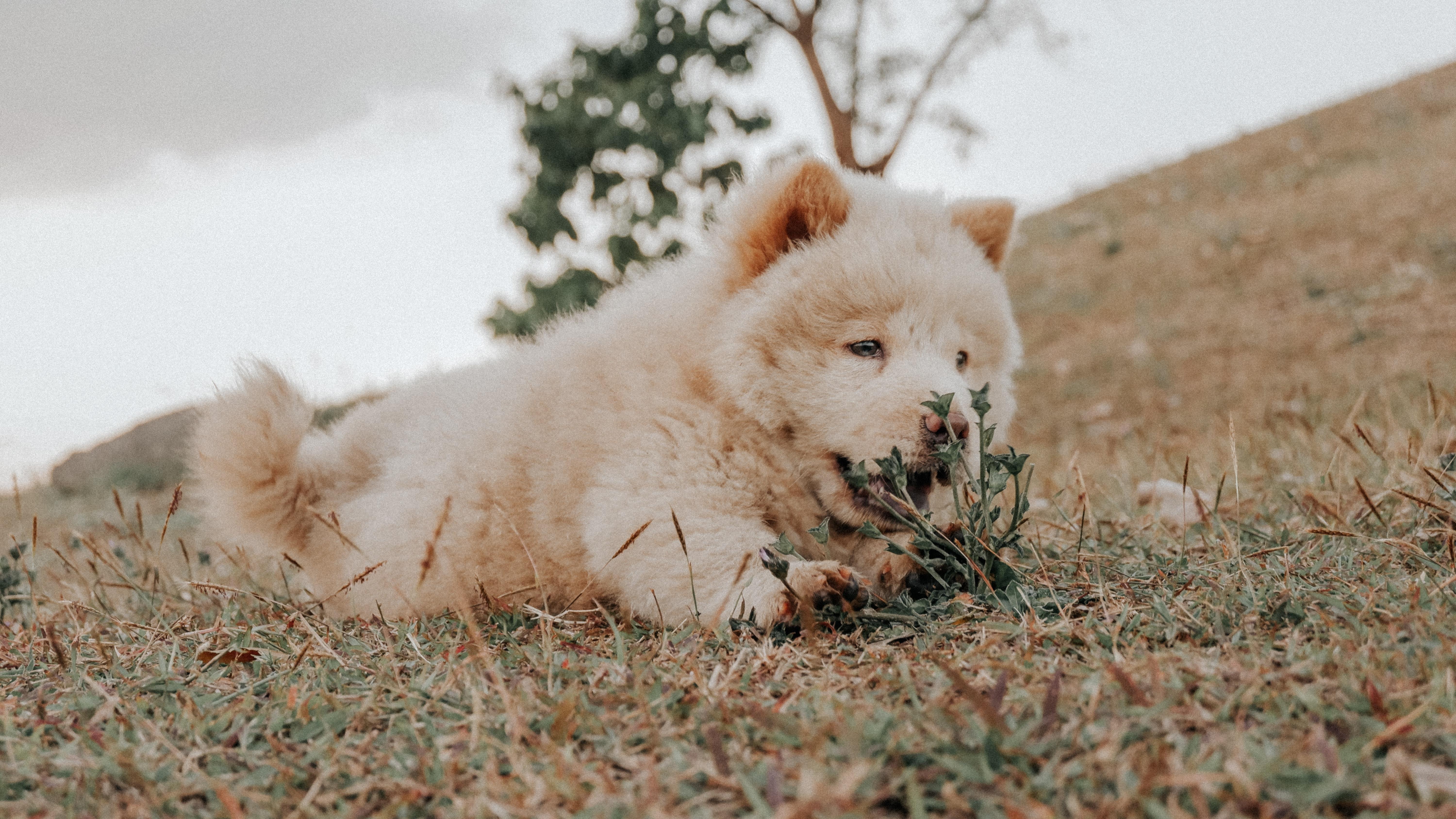 6000x3376 Chow Chow Photo, Download The BEST Free Chow Chow & HD Image