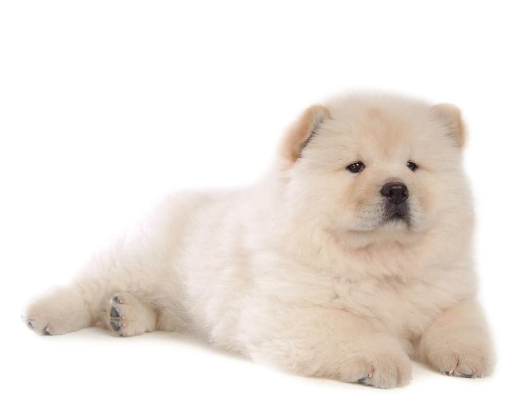 1024x819 Chow chow. little puppy. 家旭 孙