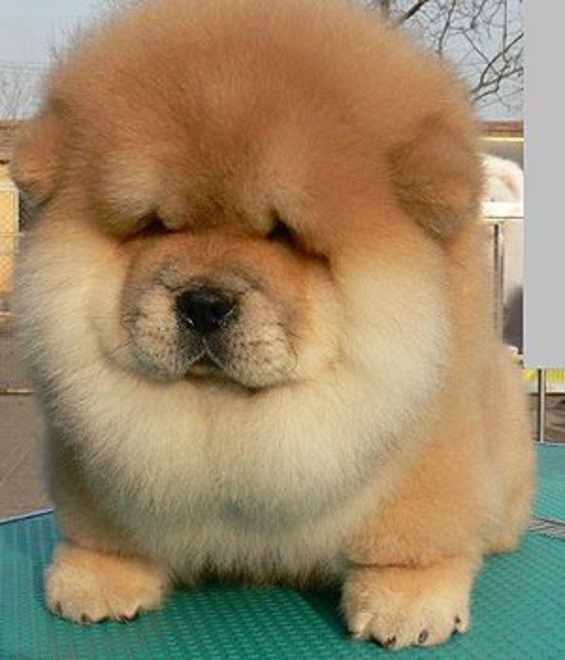 1143x1334 Chow Chow iPhone Wallpaper