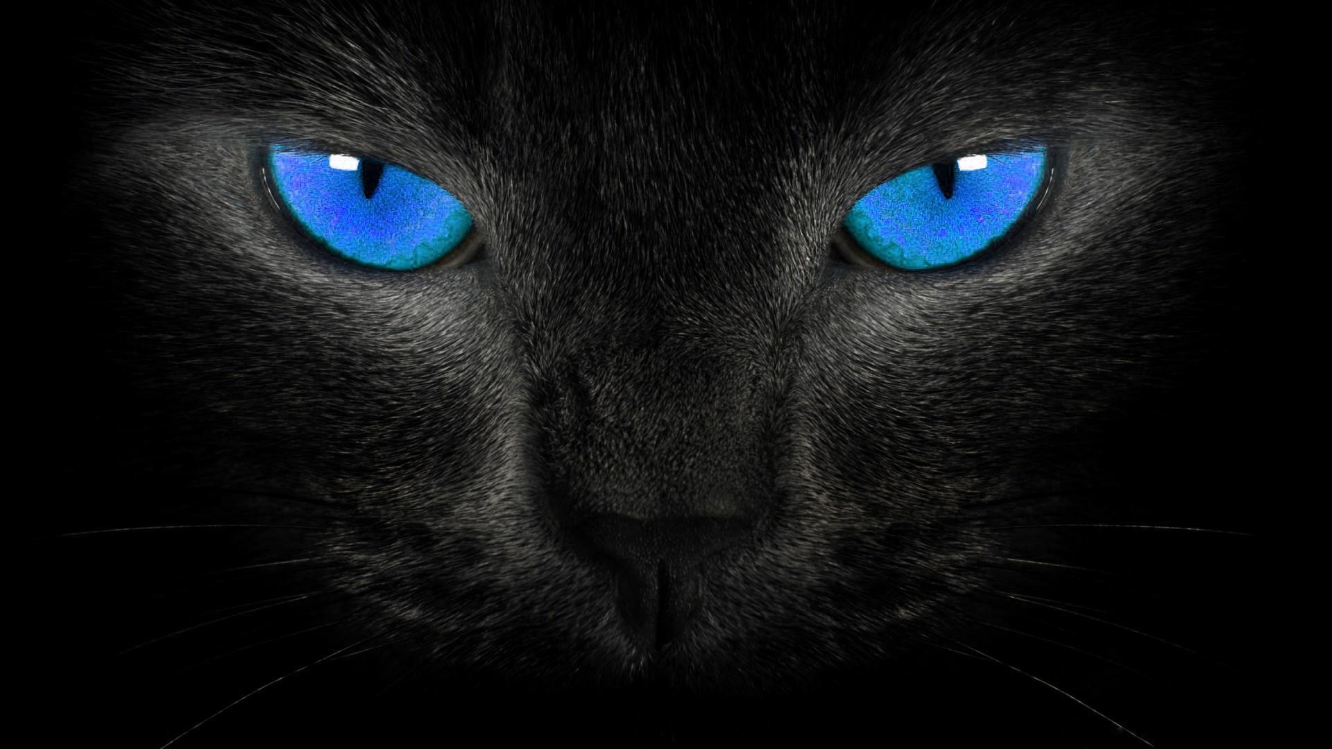 1920x1080 Hd Wallpaper Blackblue Wallpaper Black Cat Blue Eyes