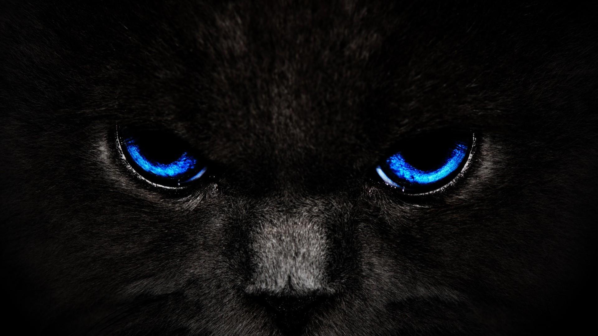 1920x1080 Black Cat Blue Eyes. High Quality Wallpaper, Wallpaper Desktop, High
