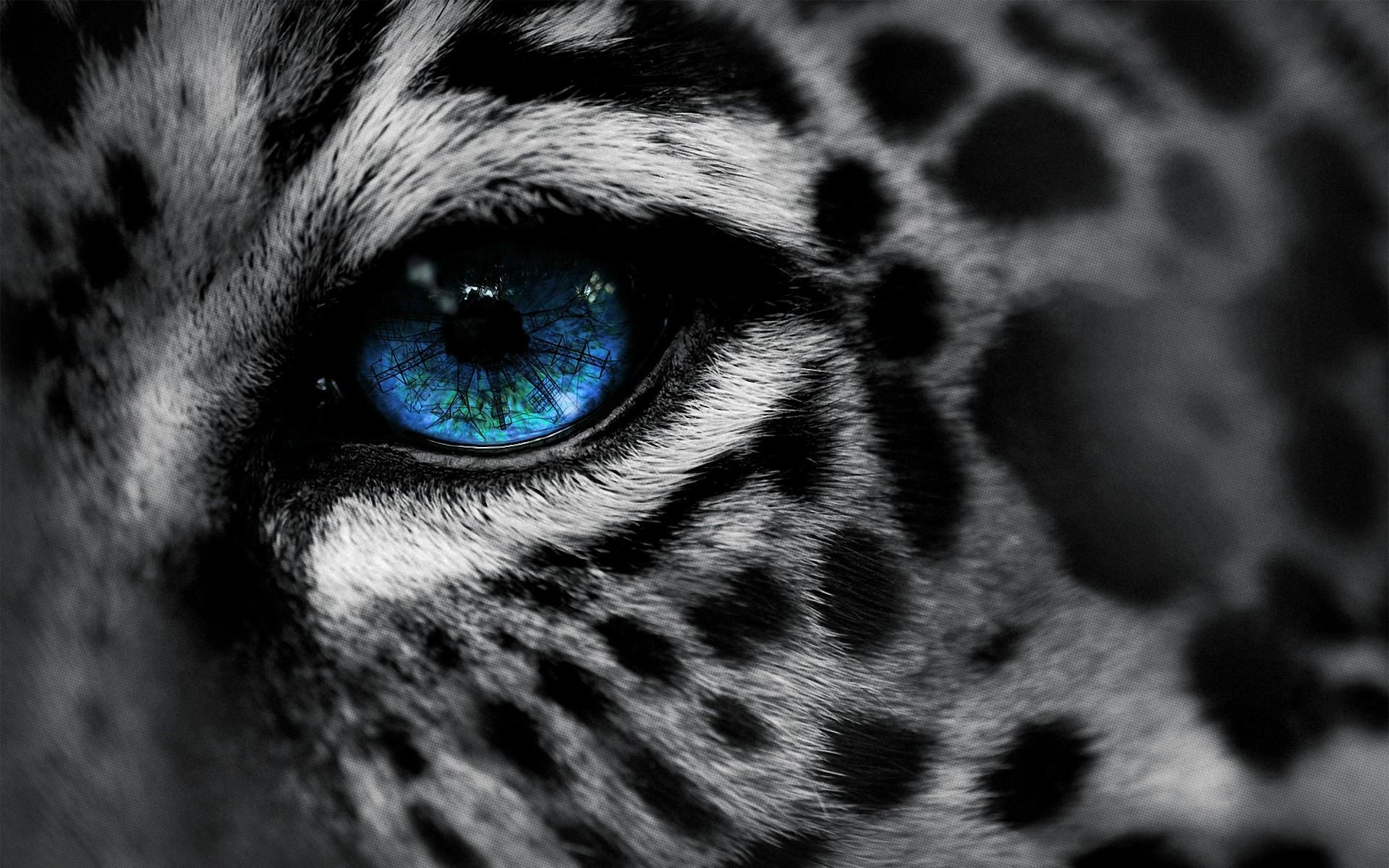 1920x1200 Blue Eye Wallpaper