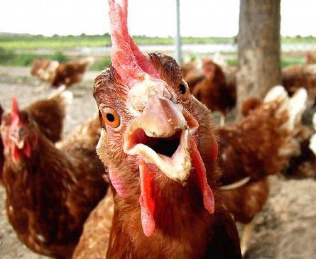 1024x840 Funny Chickens Wallpaper