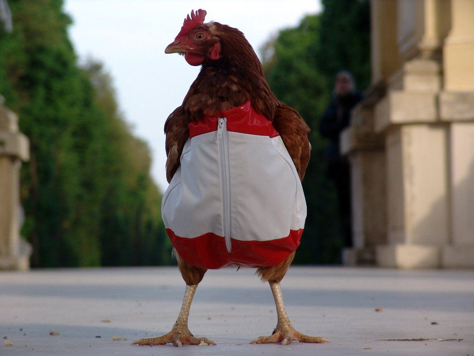 1600x1200 Animal Chicken Wallpaper. Pet chickens, Chicken clothes, Chickens