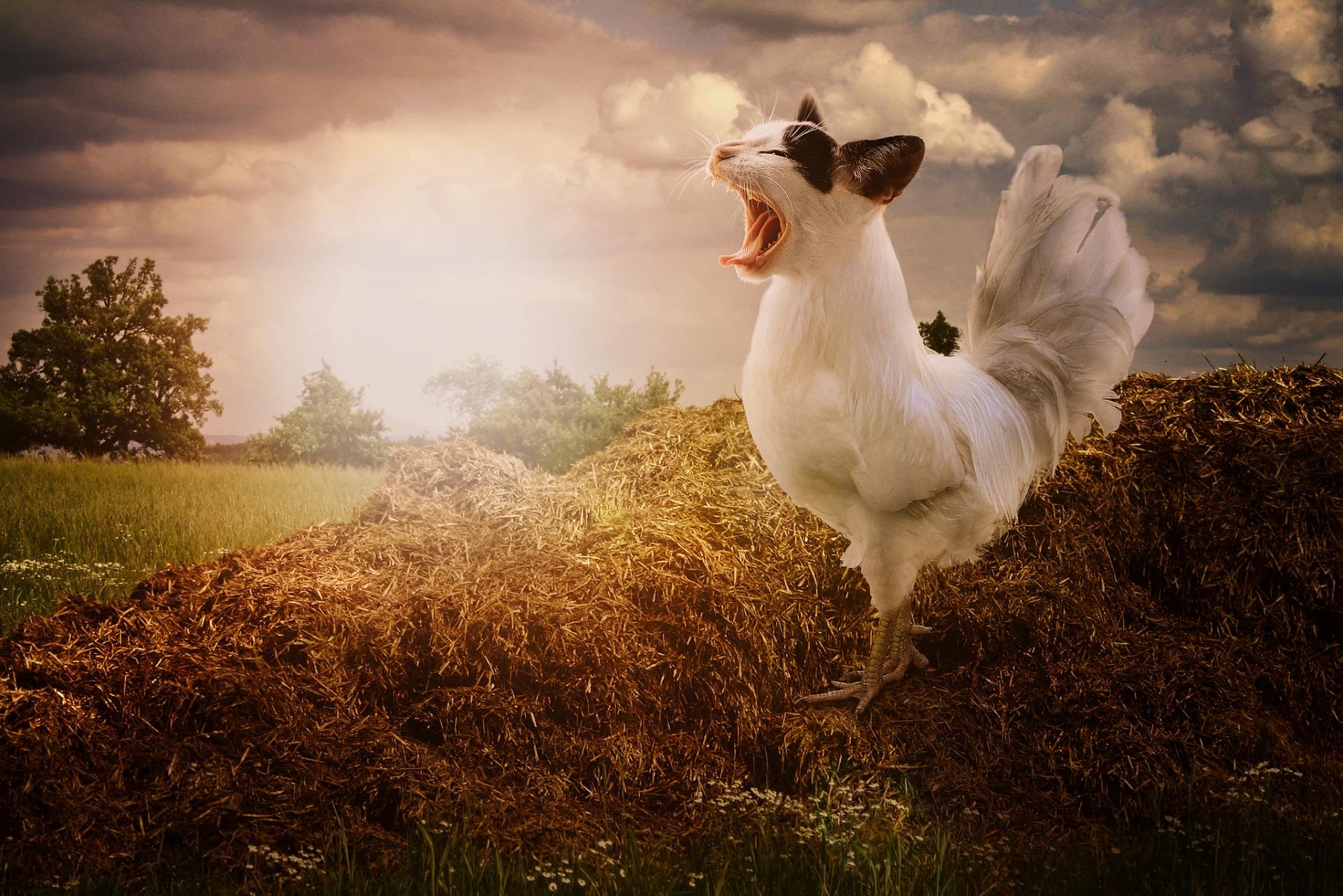 1920x1281 chicken HD wallpaper, background