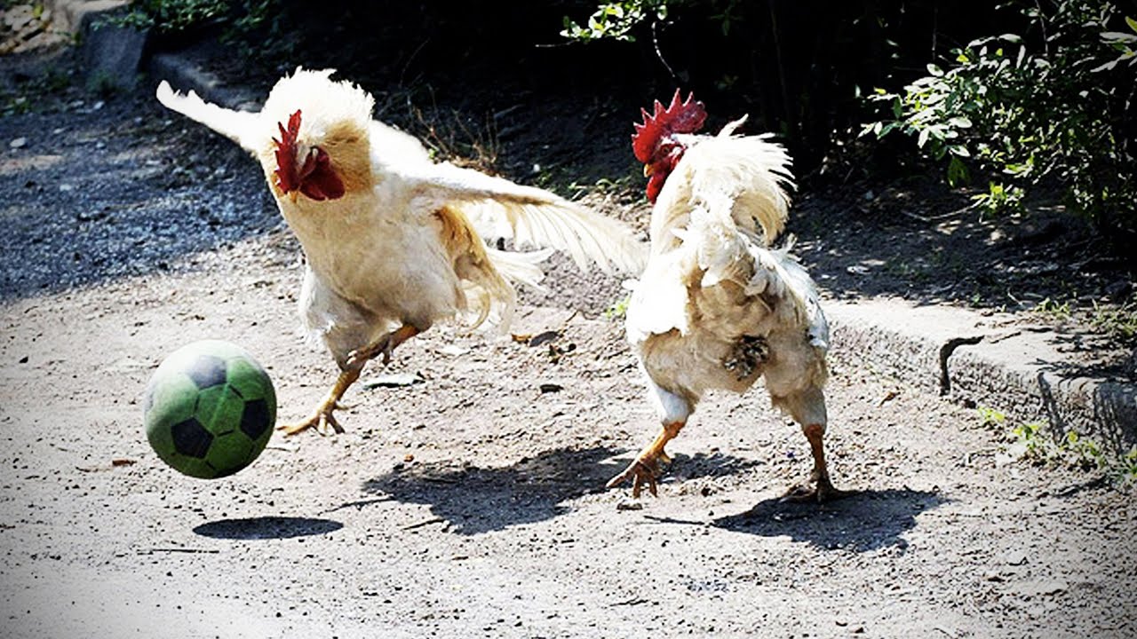 1280x720 Funny Chicken ULTIMATE Funny CHICKEN Compilation (HD) [Funny Pets]