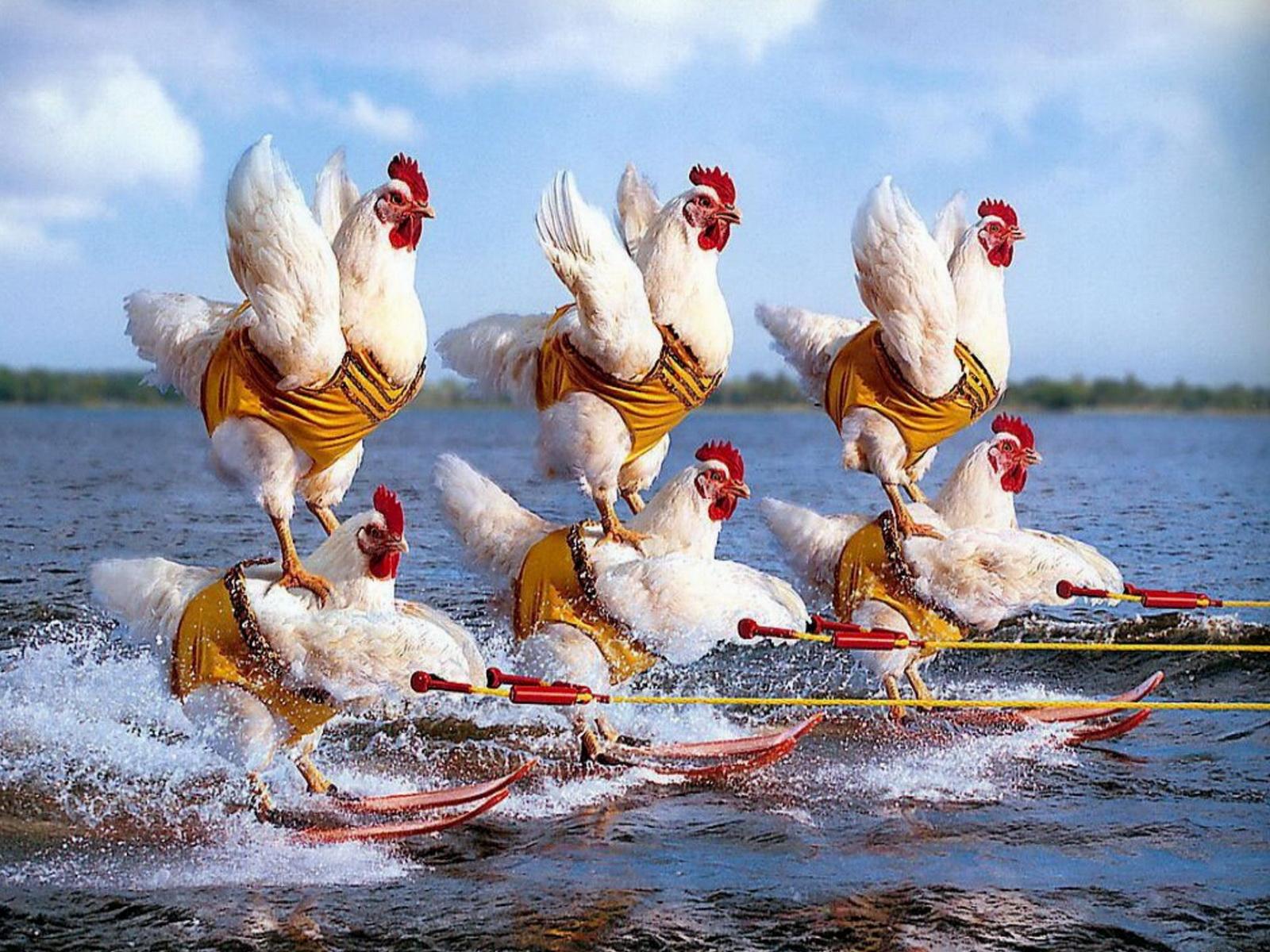 1600x1200 Photo Humor Chicken