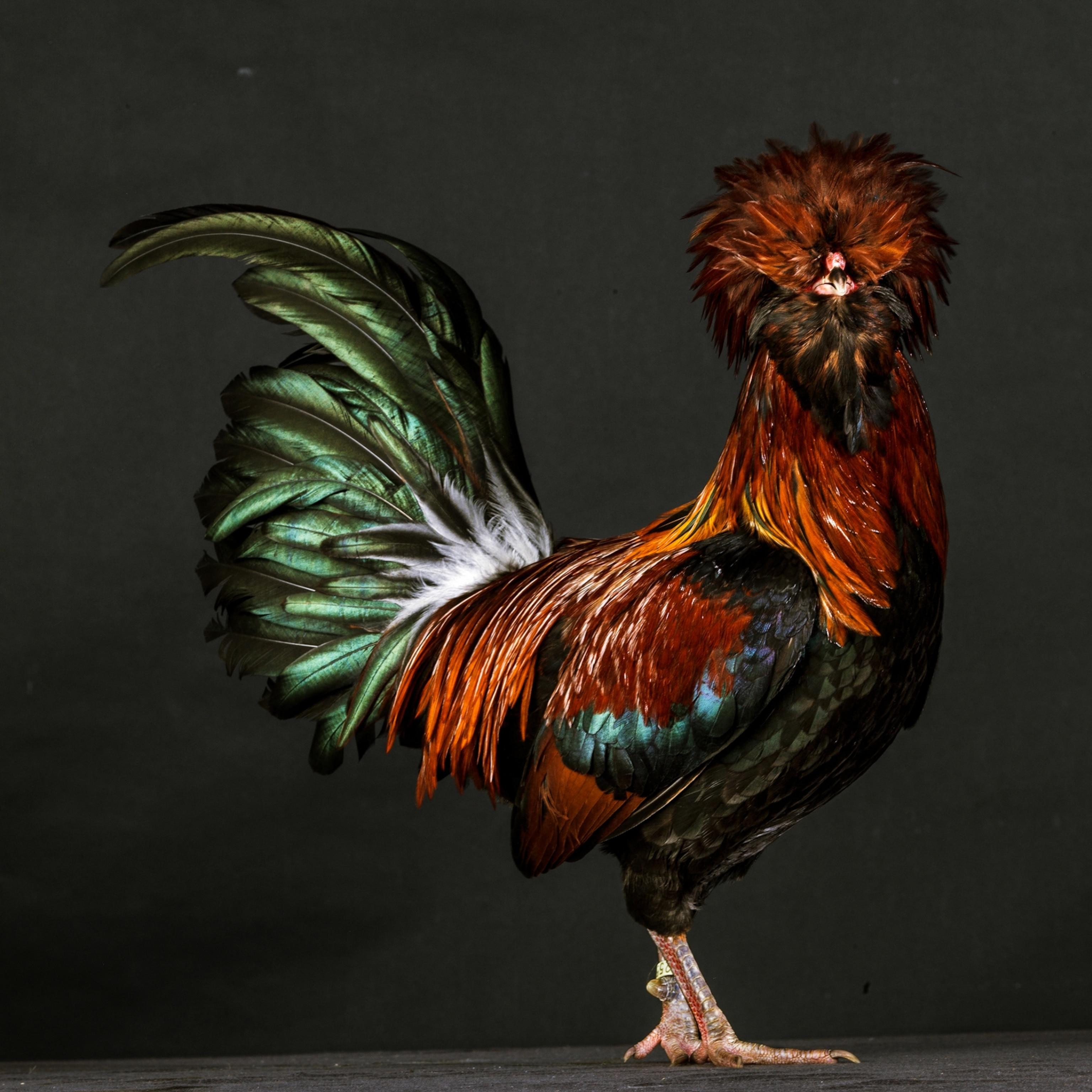 3072x3072 See these chickens go from coop to catwalk