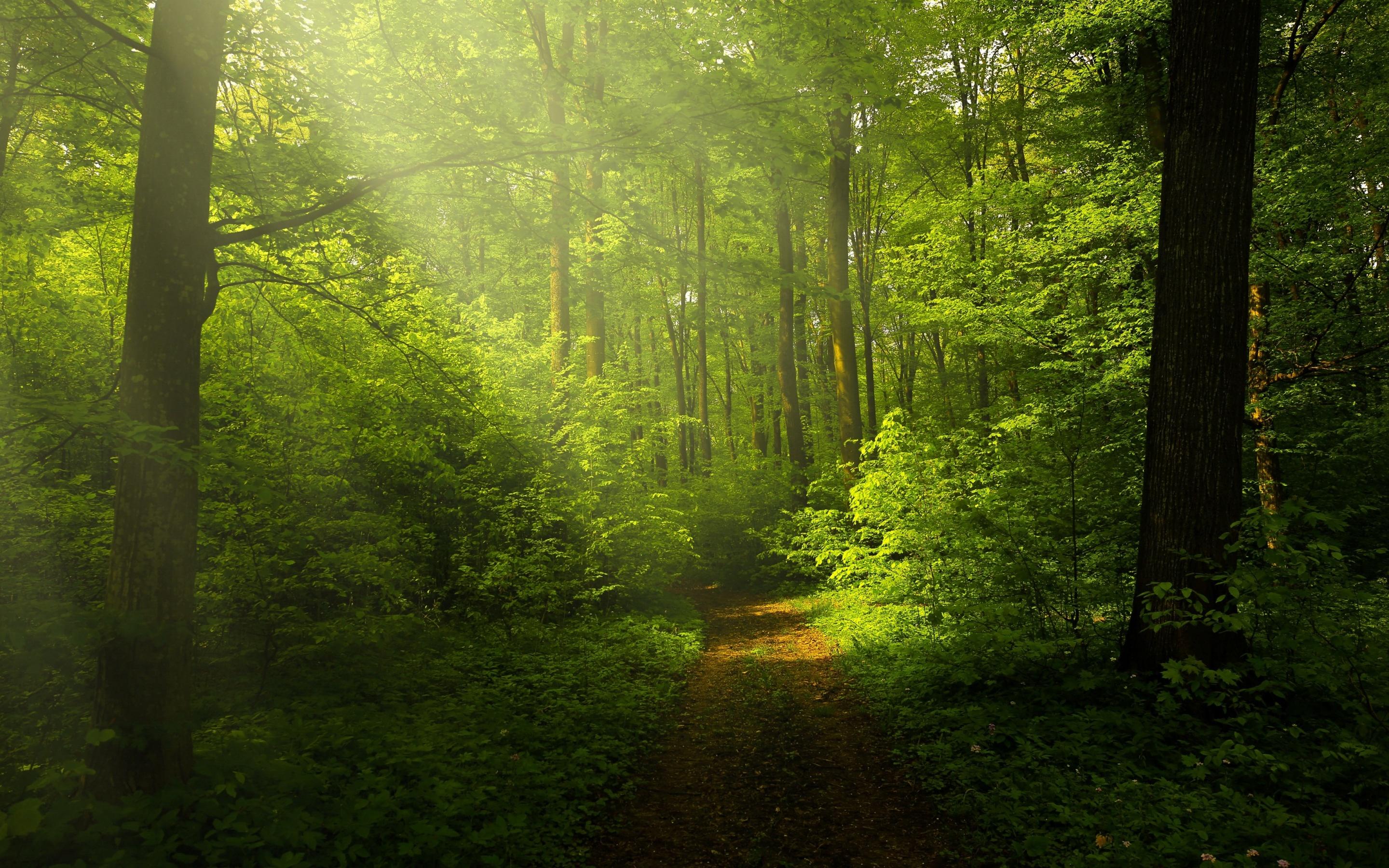 2880x1800 Green Forest Wallpaper 4K, Woods, Trails, Pathway, Sun rays