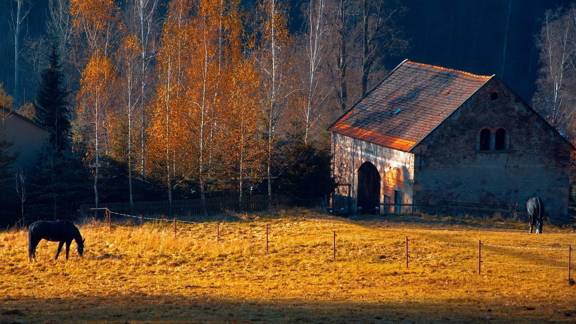 1920x1080 Fall Horse Wallpaper