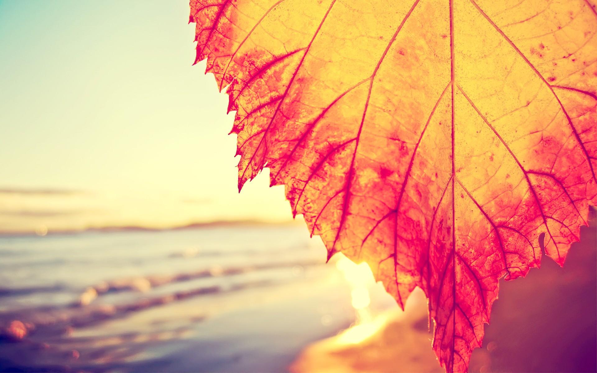 1920x1200 leaves fall beach filter closeup Gallery HD Wallpaper