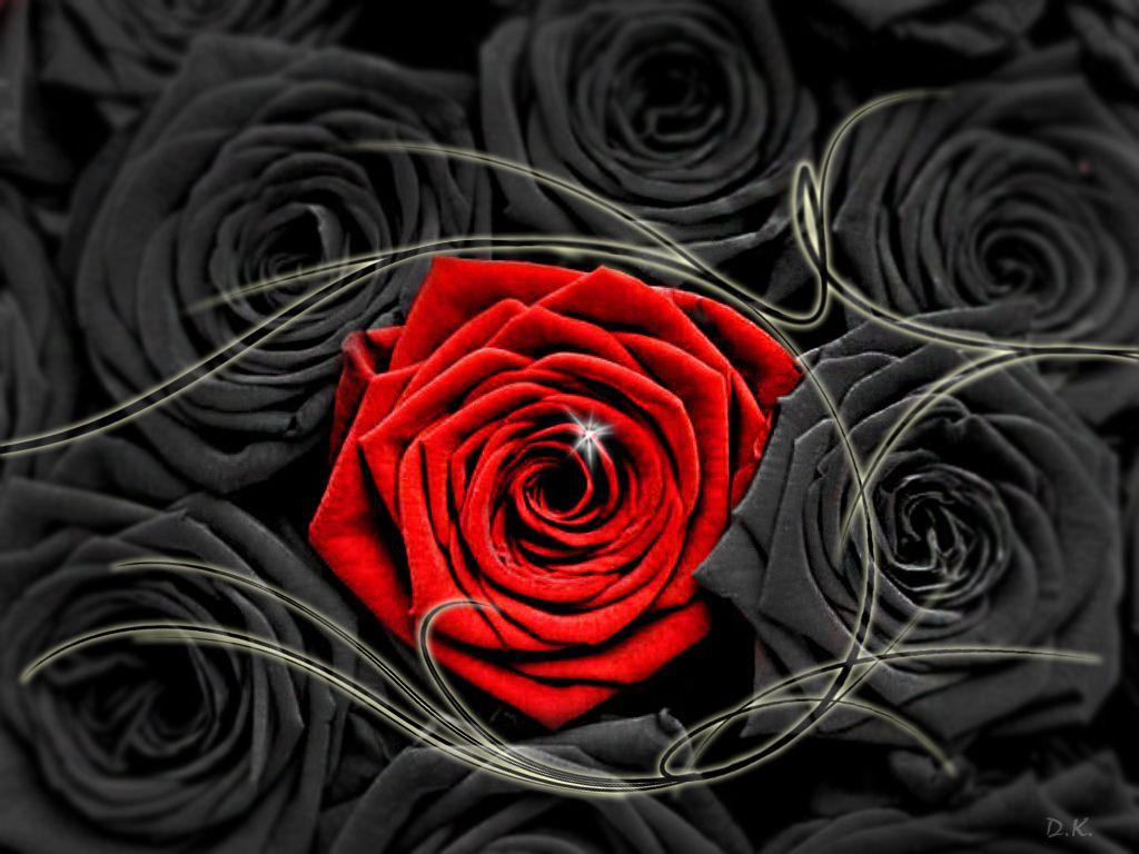 black and red rose wallpaper hd